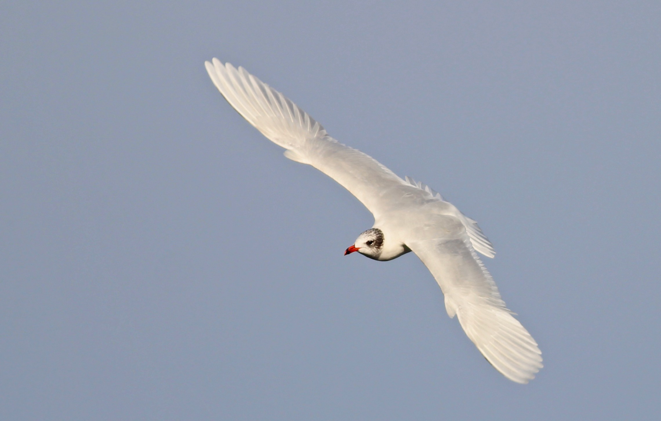 Mediterranean Gull