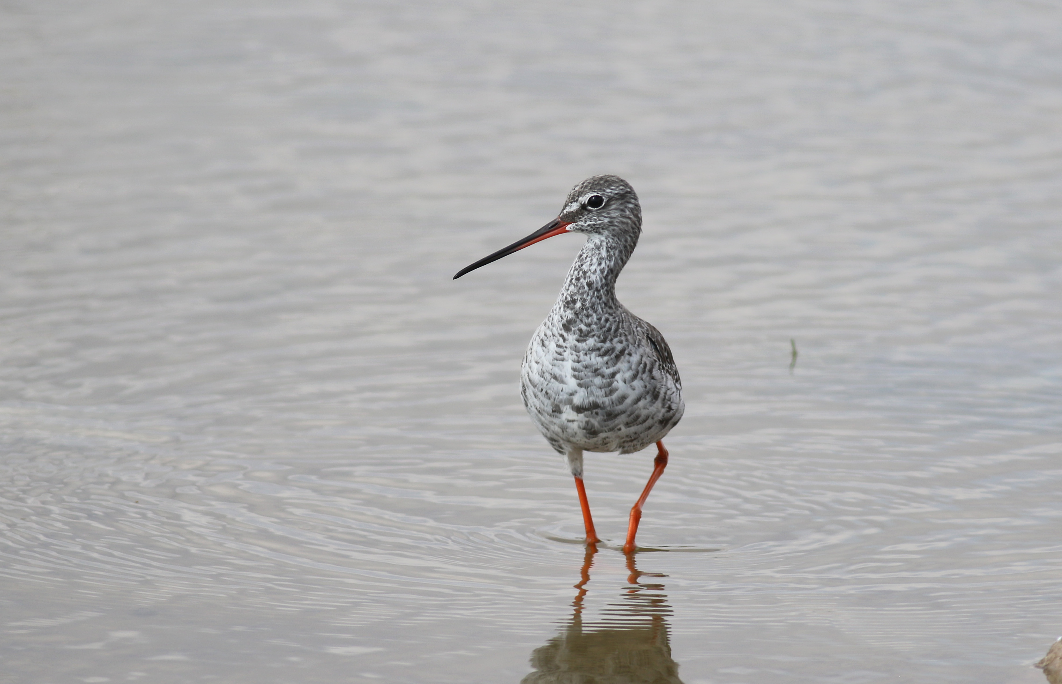 Common Redshank