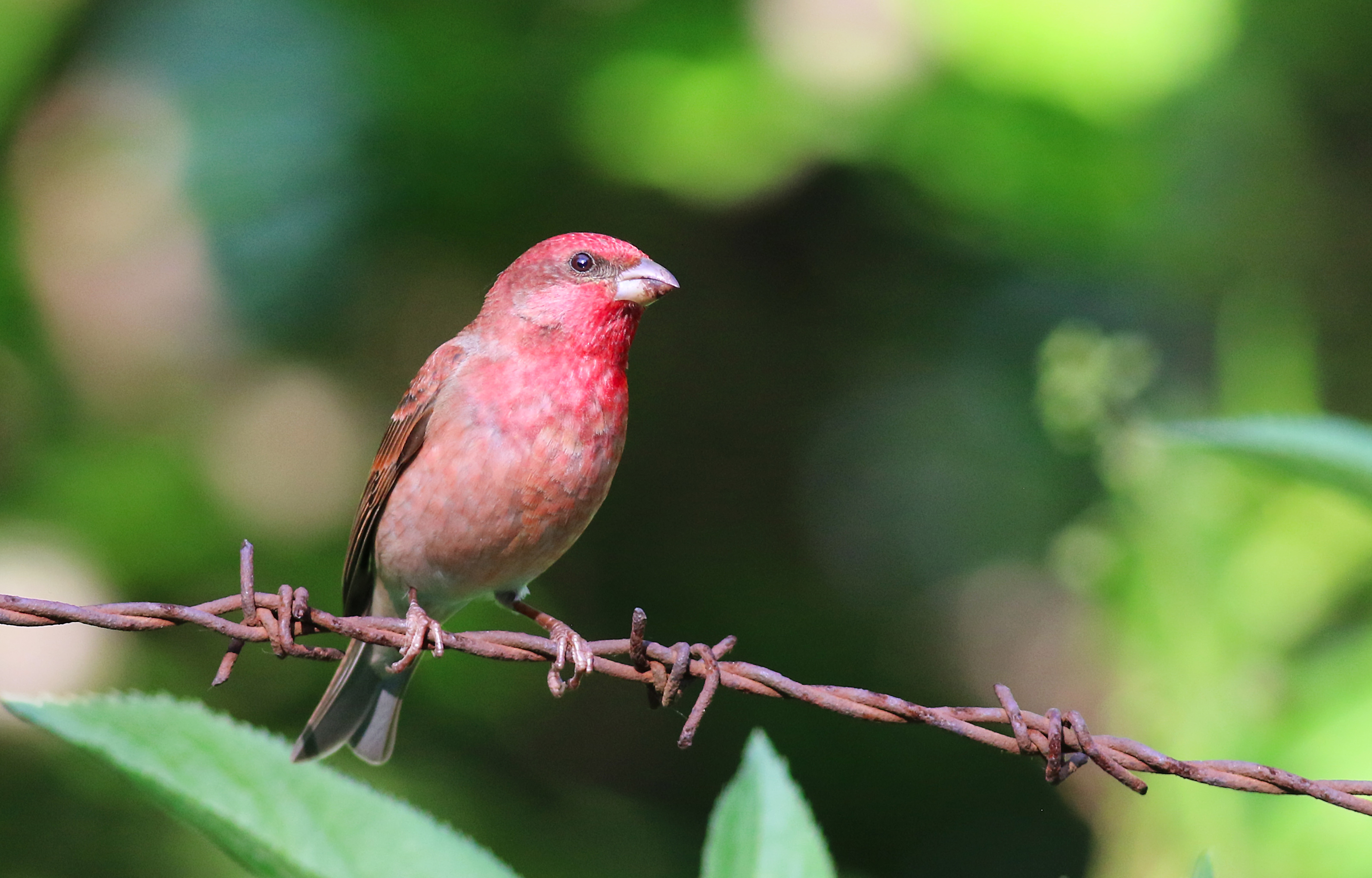 Common Rosefinch