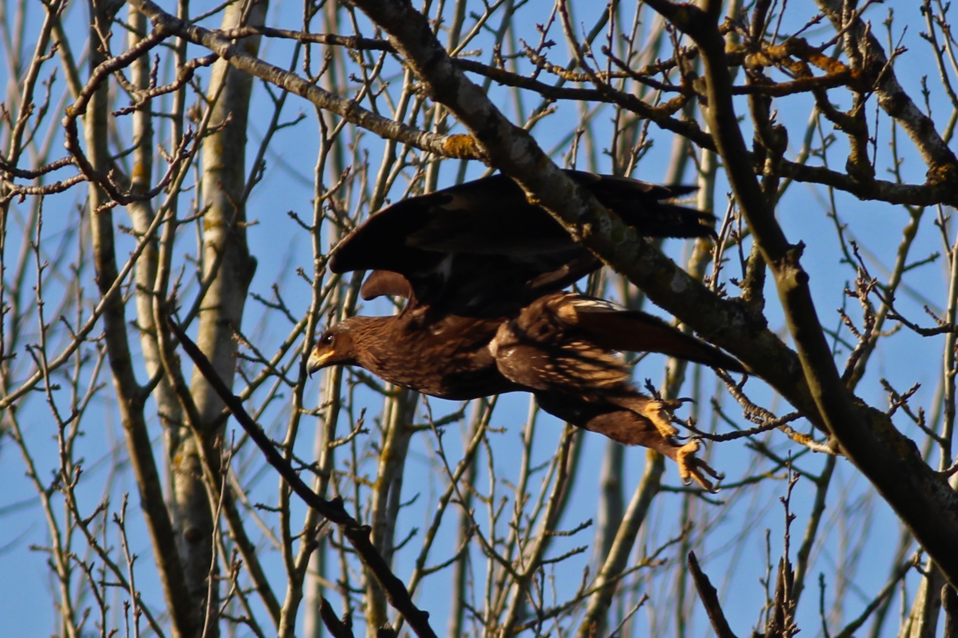 Greater Spotted Eagle