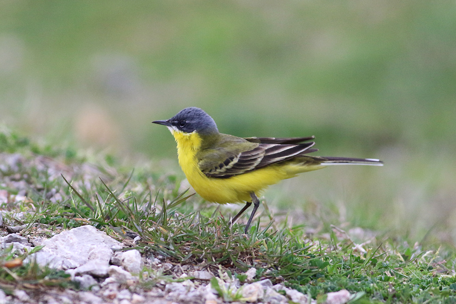 Western Yellow Wagtail
