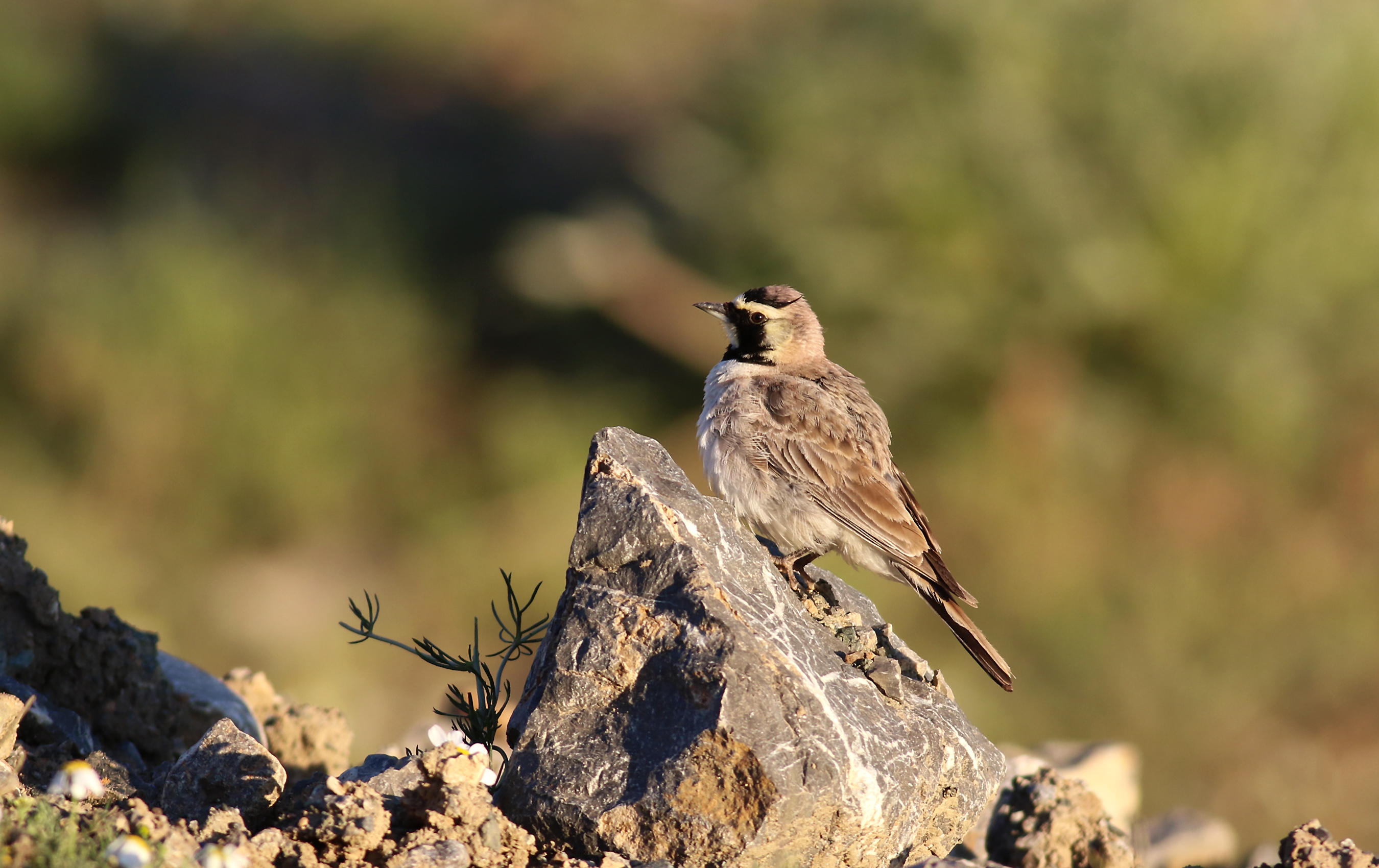 Horned Lark