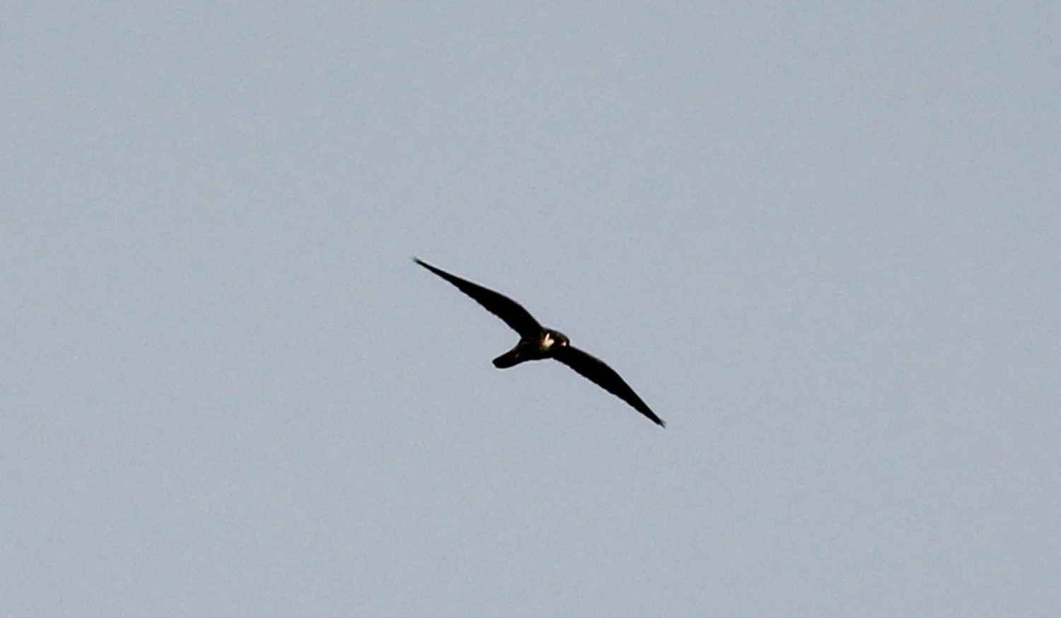 Eurasian Hobby