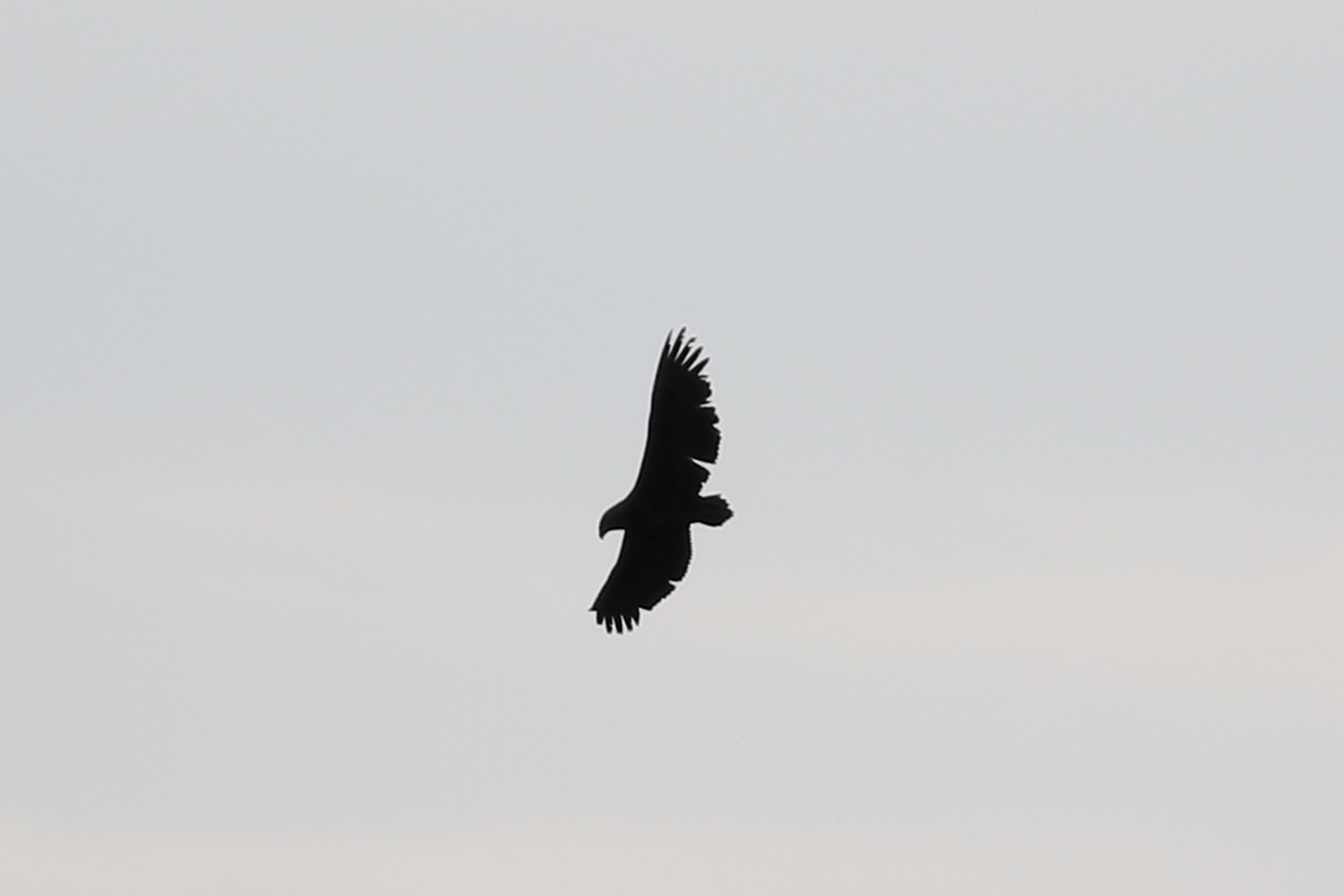 Bateleur