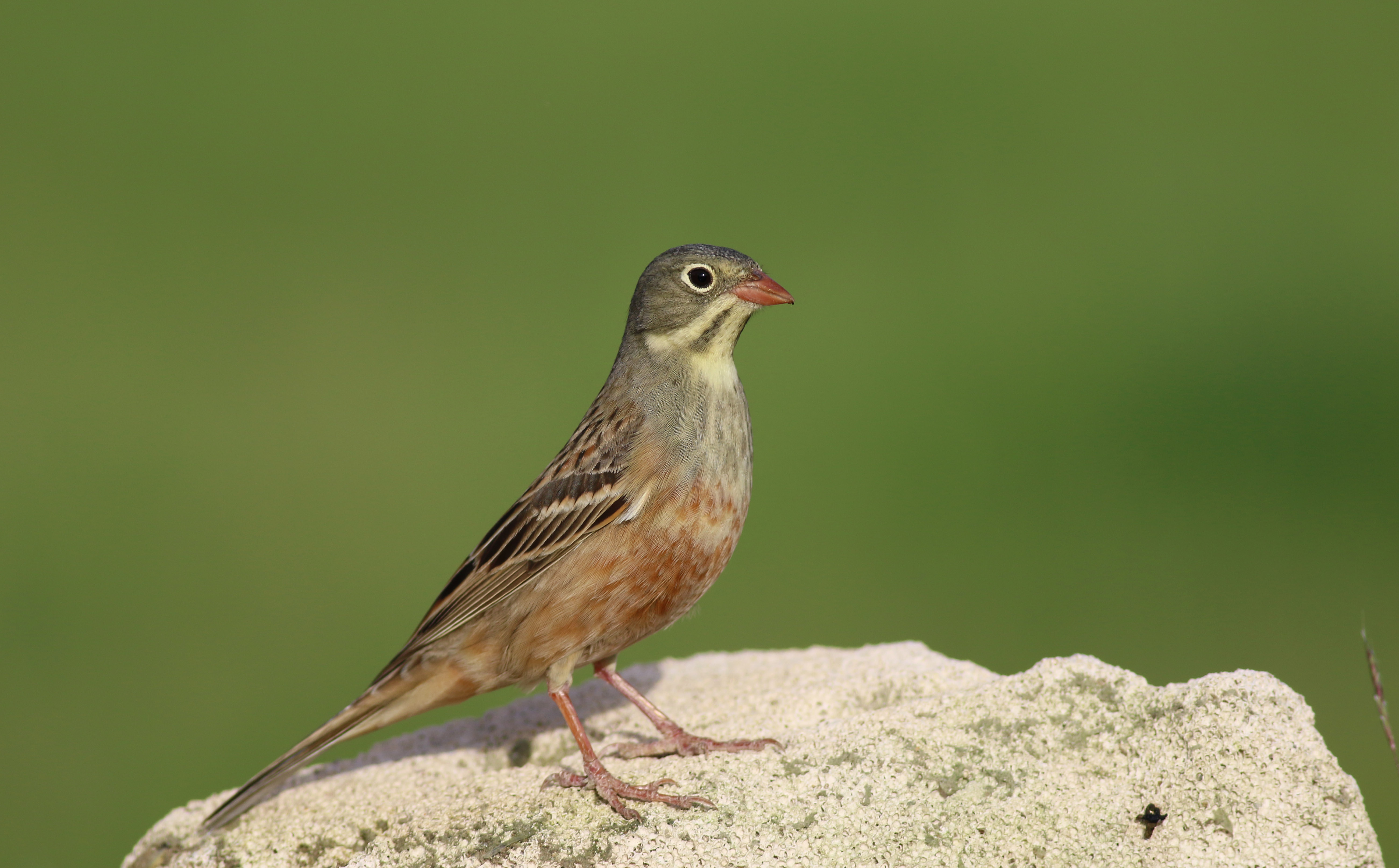 Ortolan Bunting