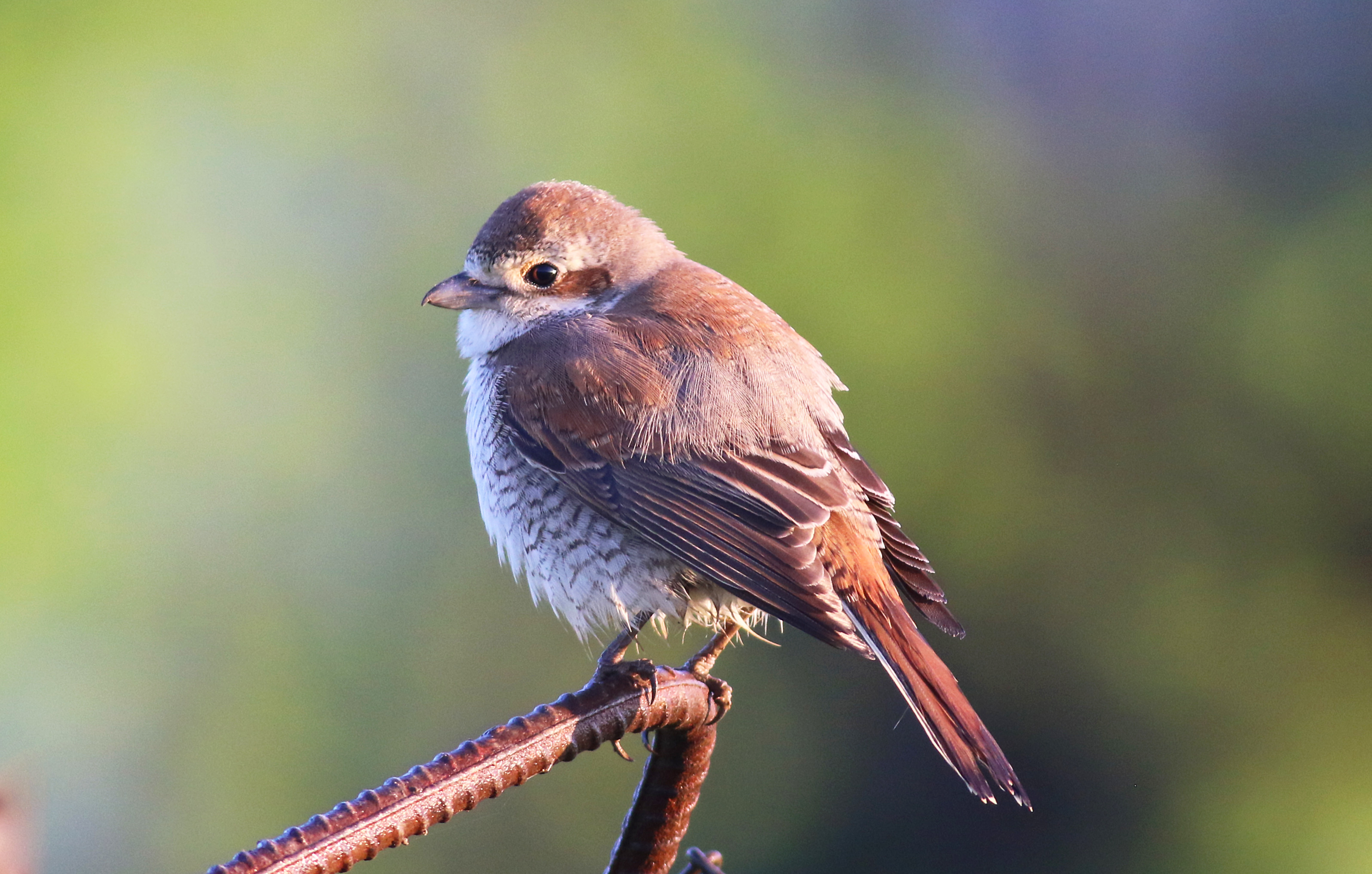 Red-backed Shrike