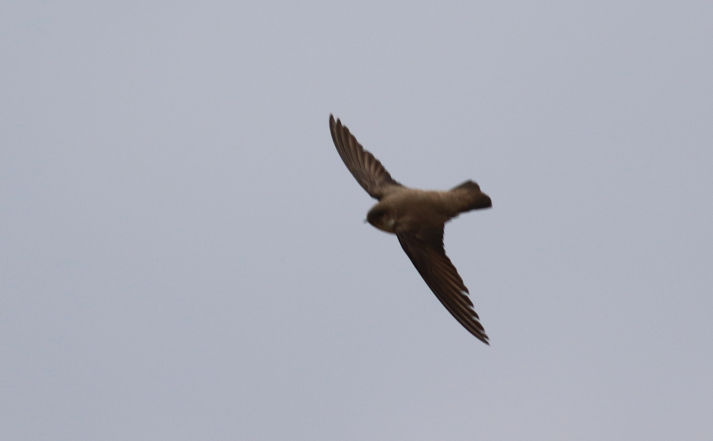 Eurasian Crag-Martin