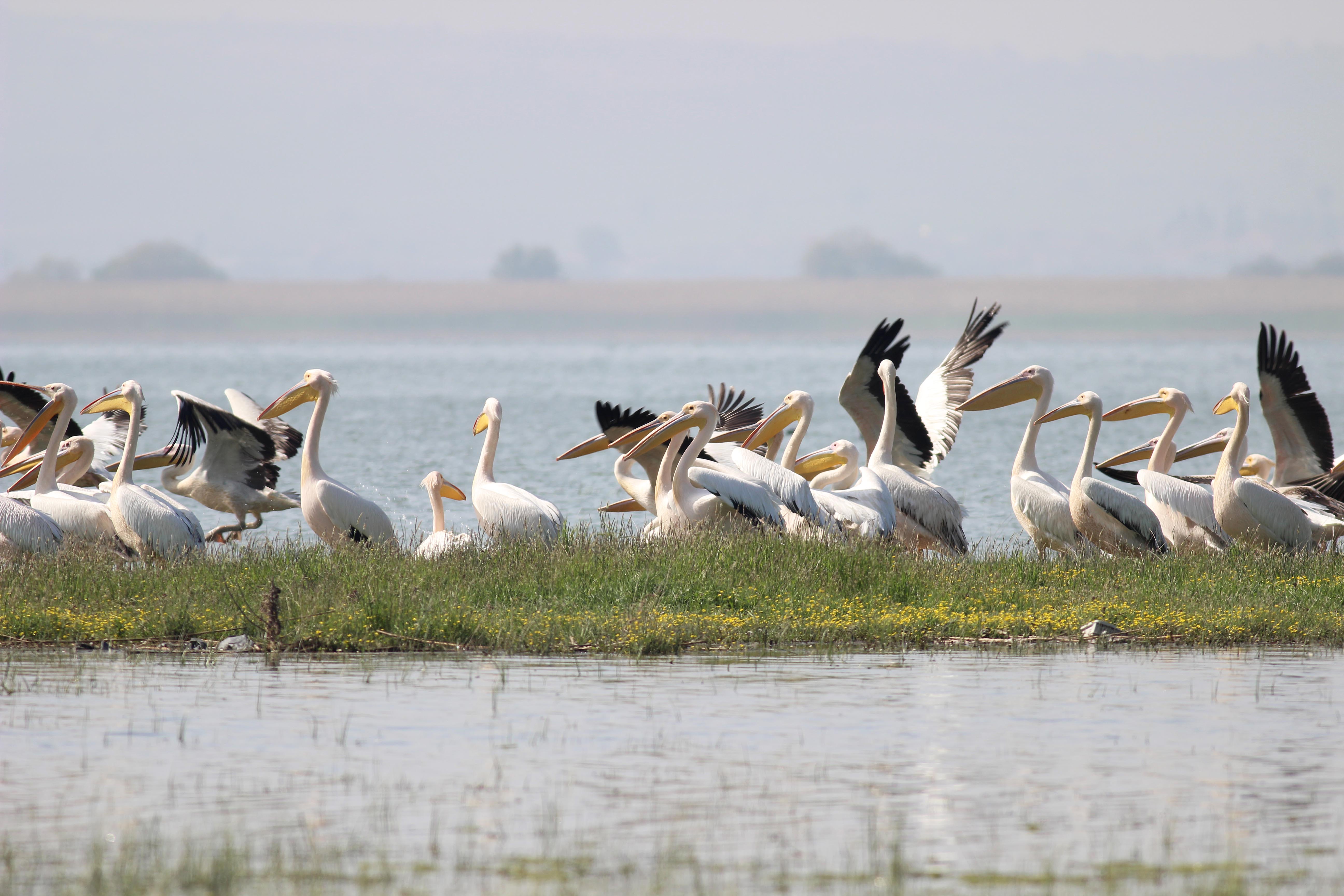 Dalmatian Pelican