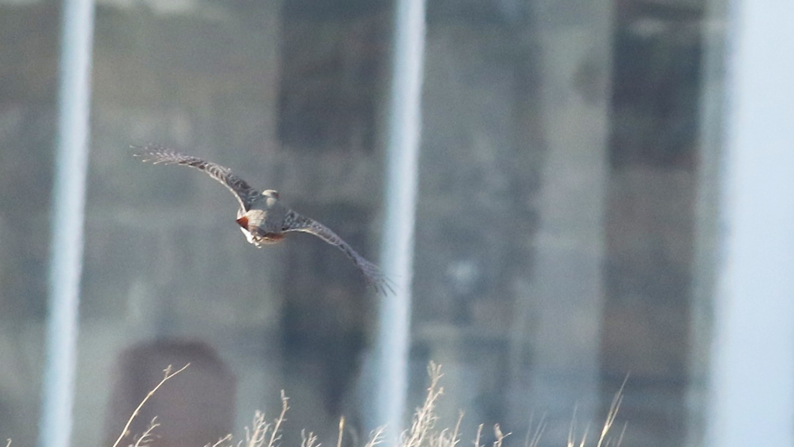 Gray Partridge