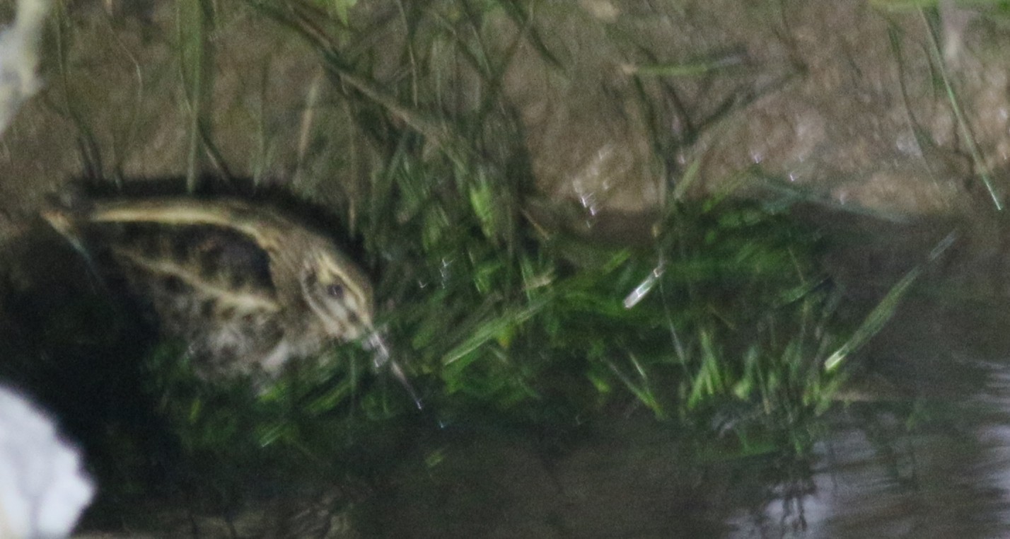 Jack Snipe