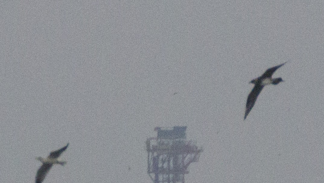Parasitic Jaeger