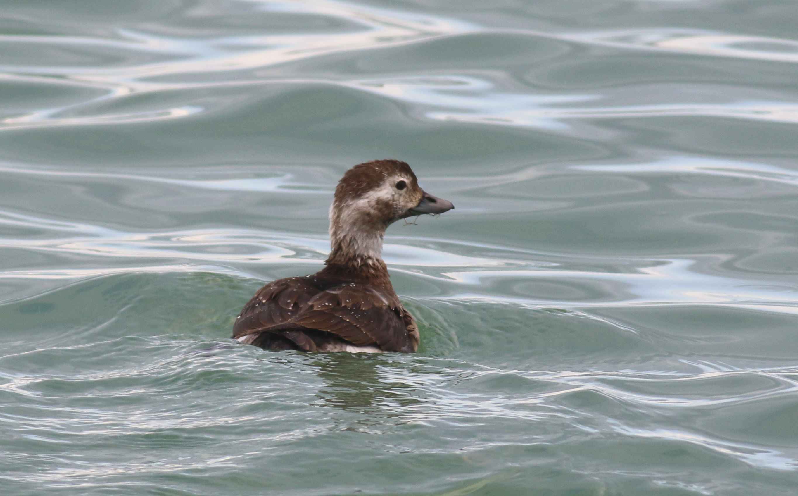Long-tailed Duck