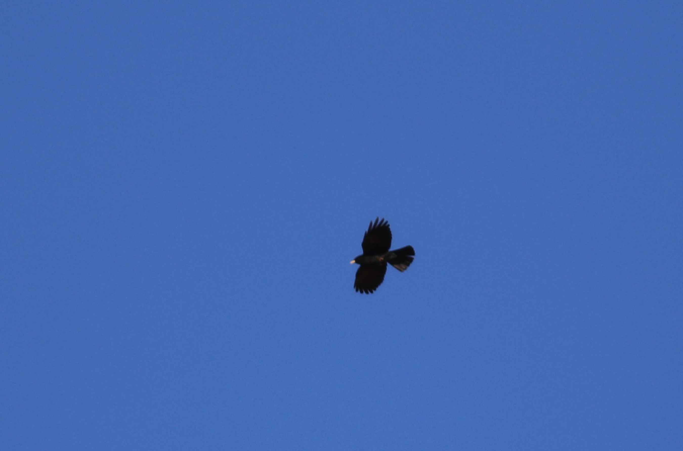 Yellow-billed Chough