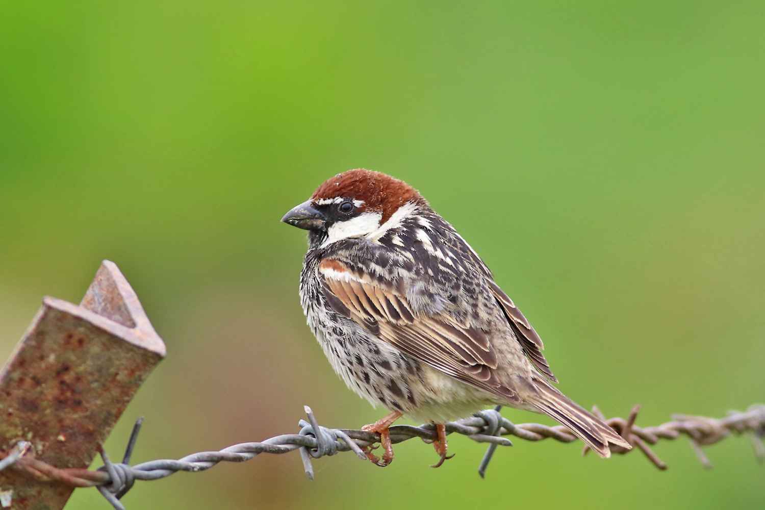Spanish Sparrow