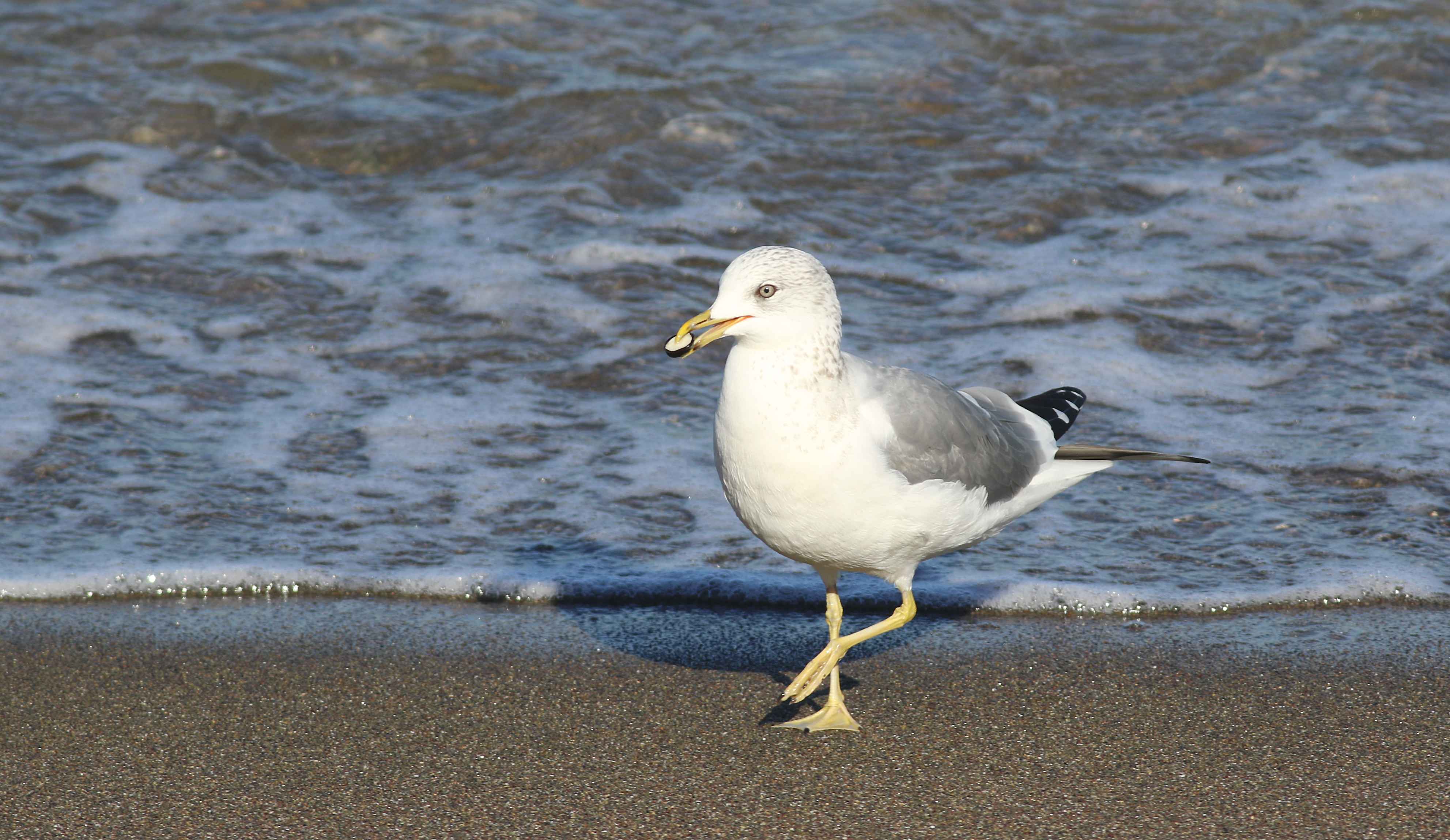 Mew Gull