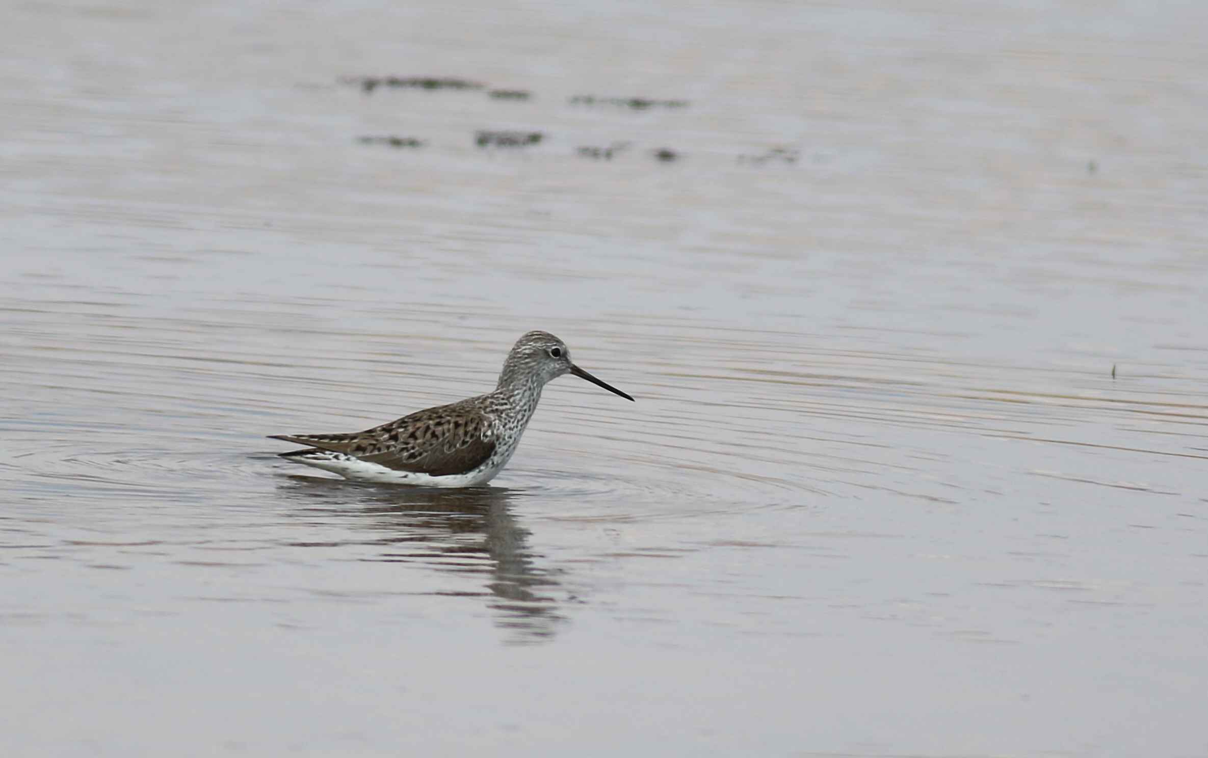 Marsh Sandpiper