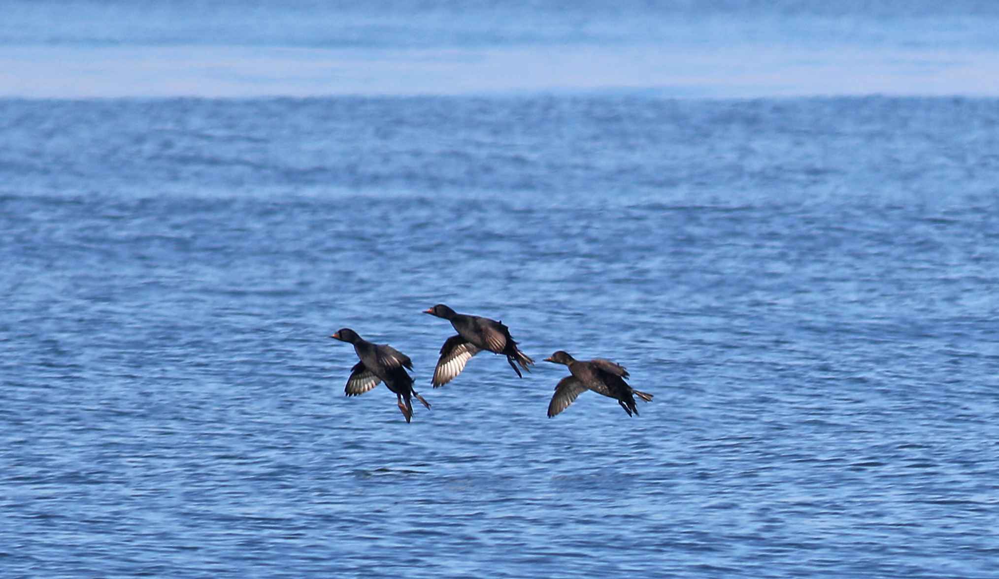 Common Scoter
