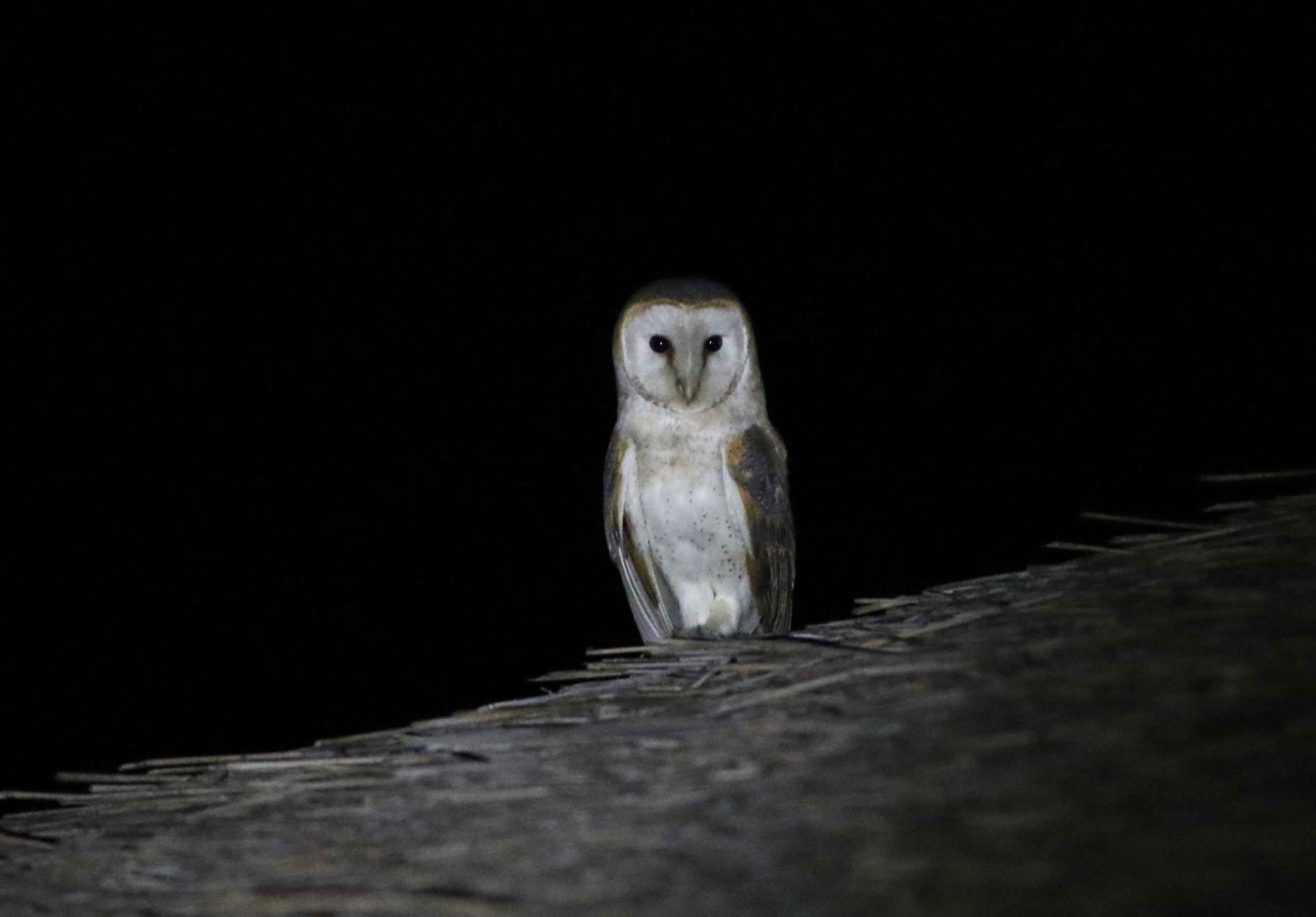 Barn Owl