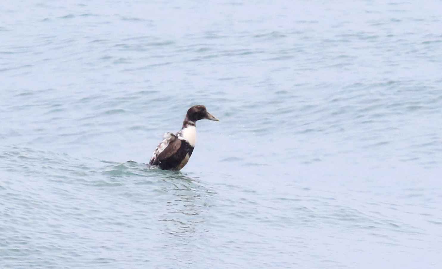 Common Eider