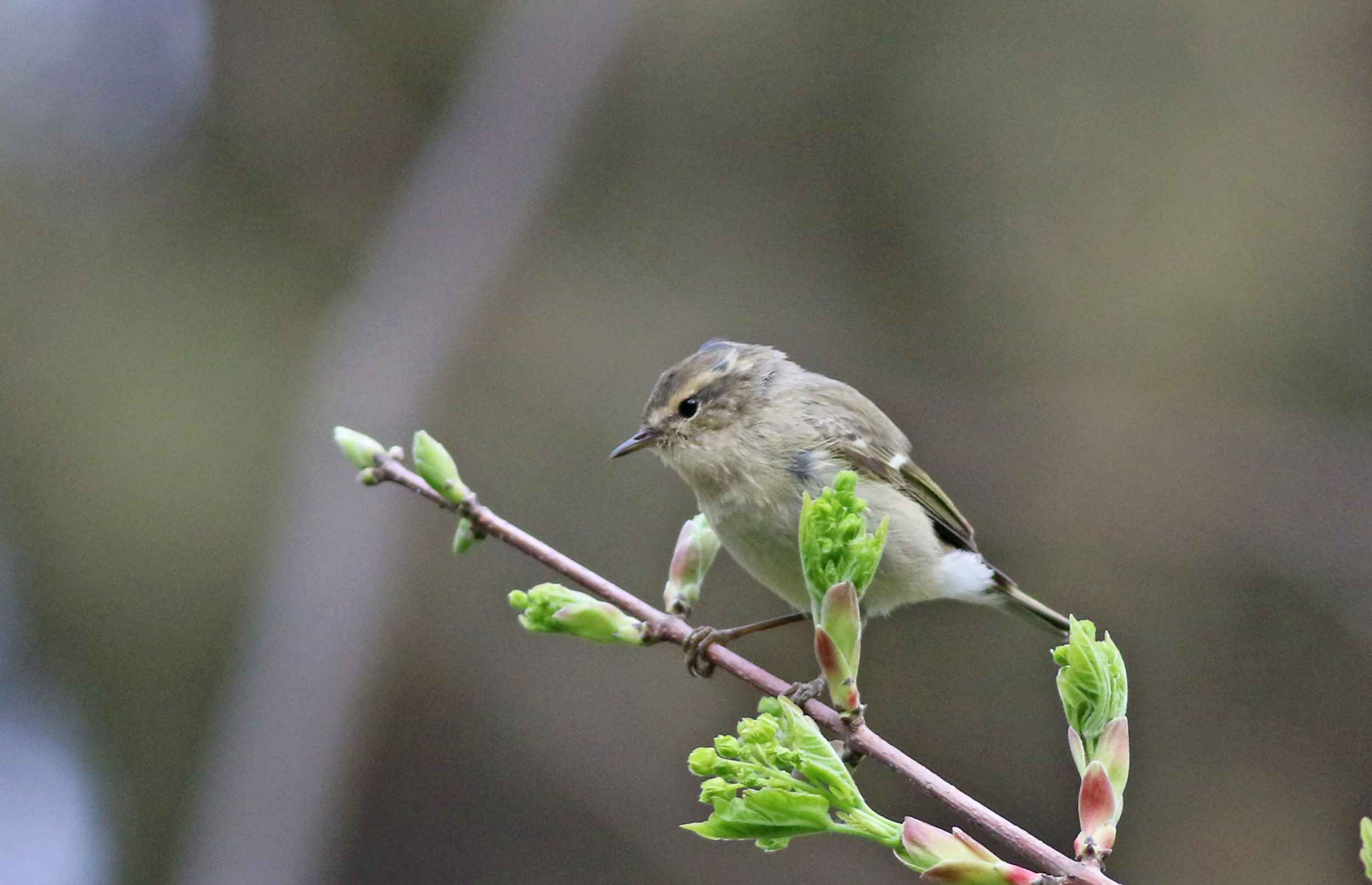 Hume's Warbler