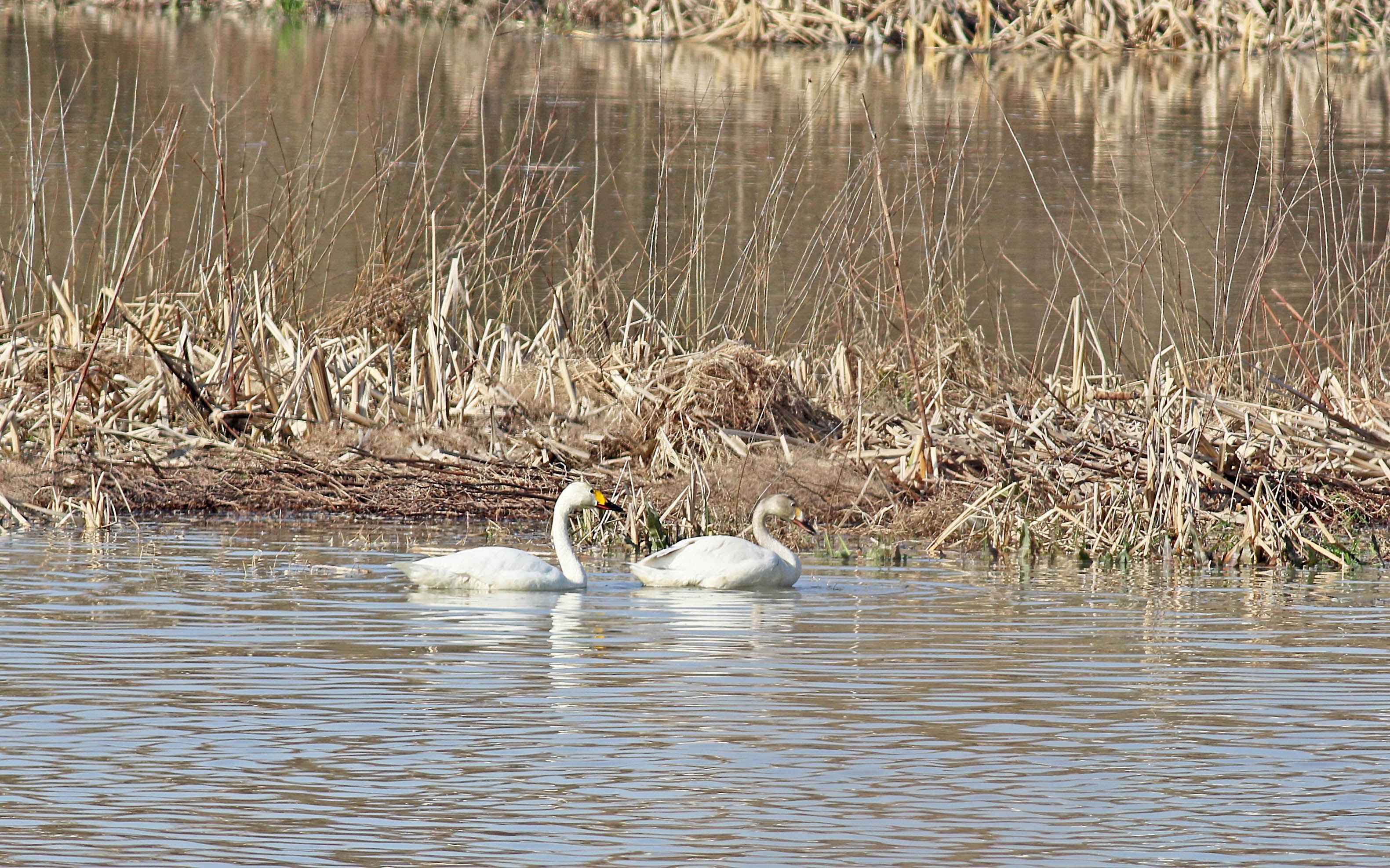Tundra Swan