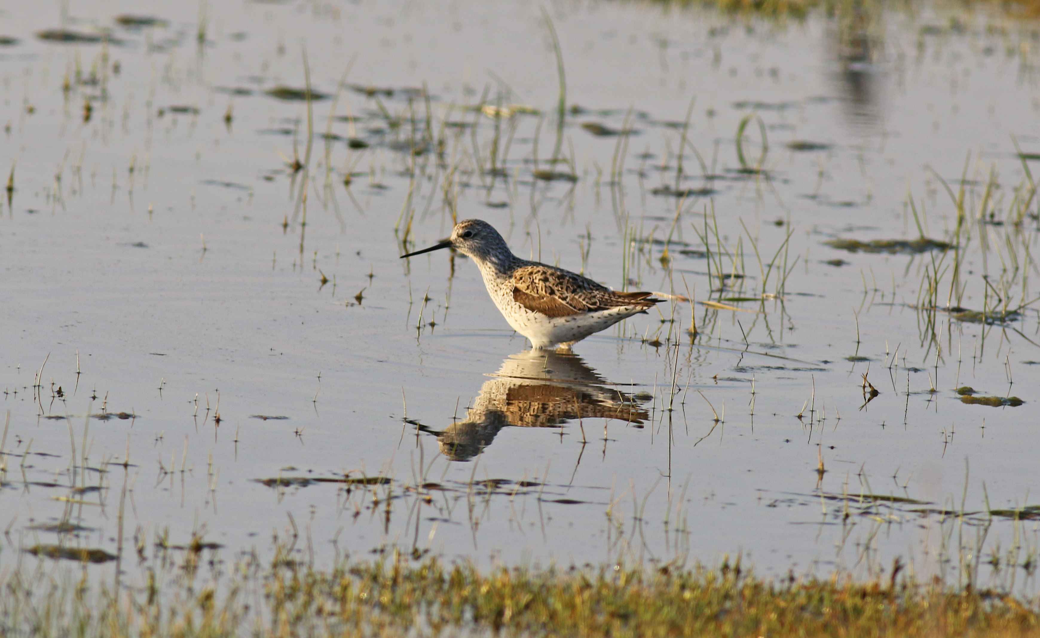 Marsh Sandpiper