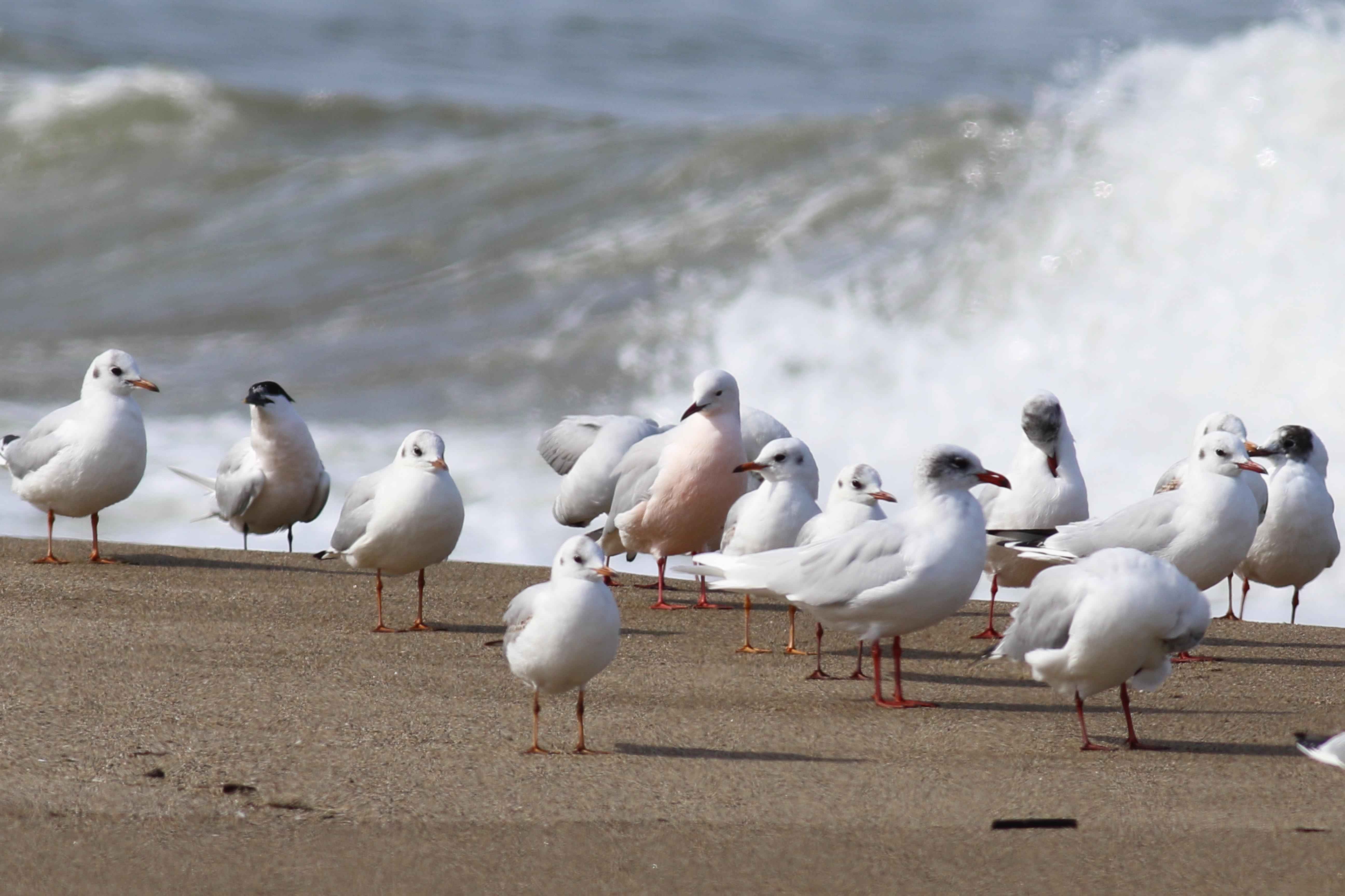 Slender-billed Gull