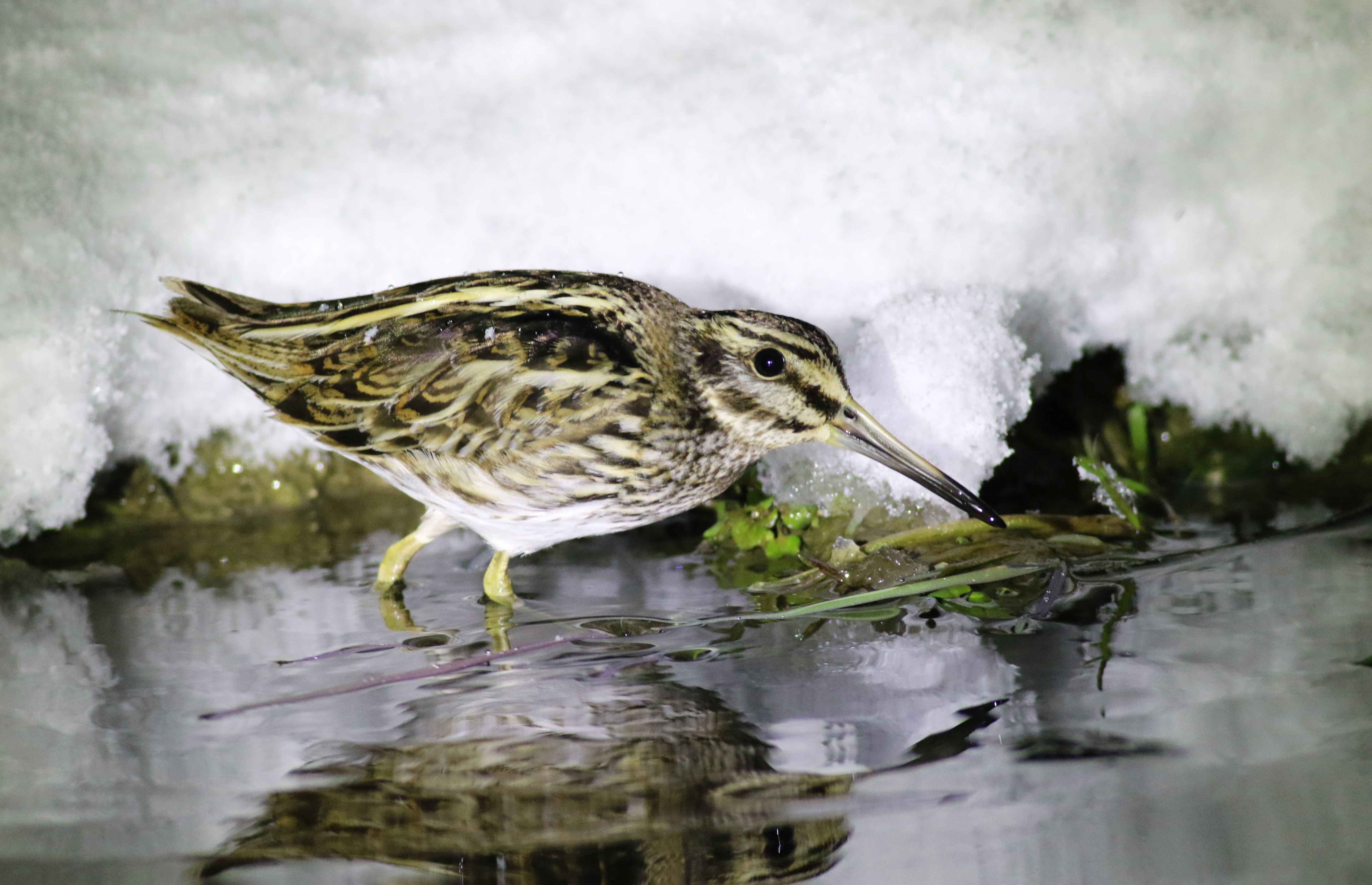 Jack Snipe
