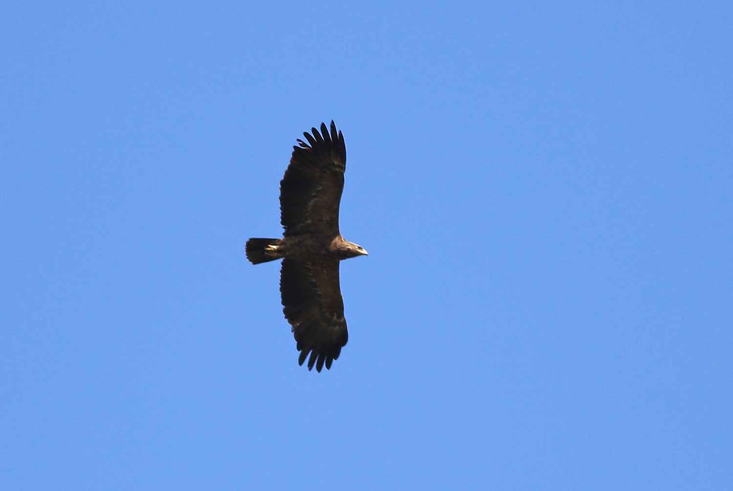 Lesser Spotted Eagle