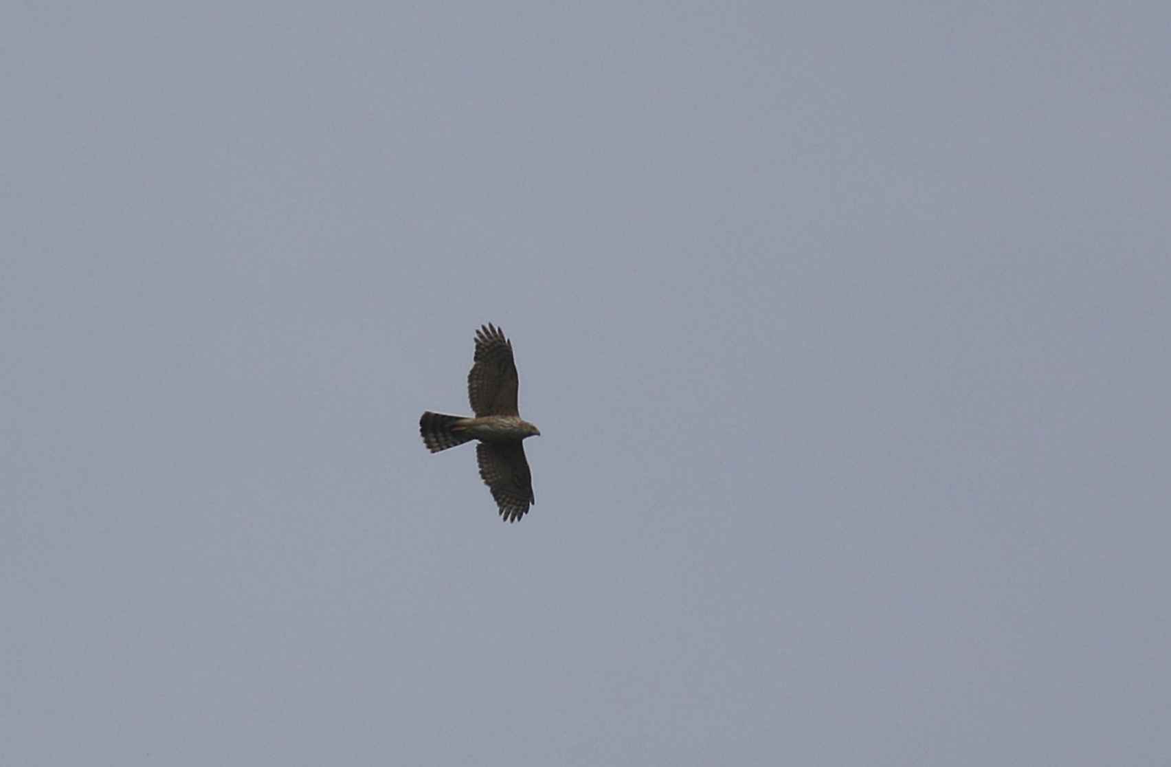 Northern Goshawk