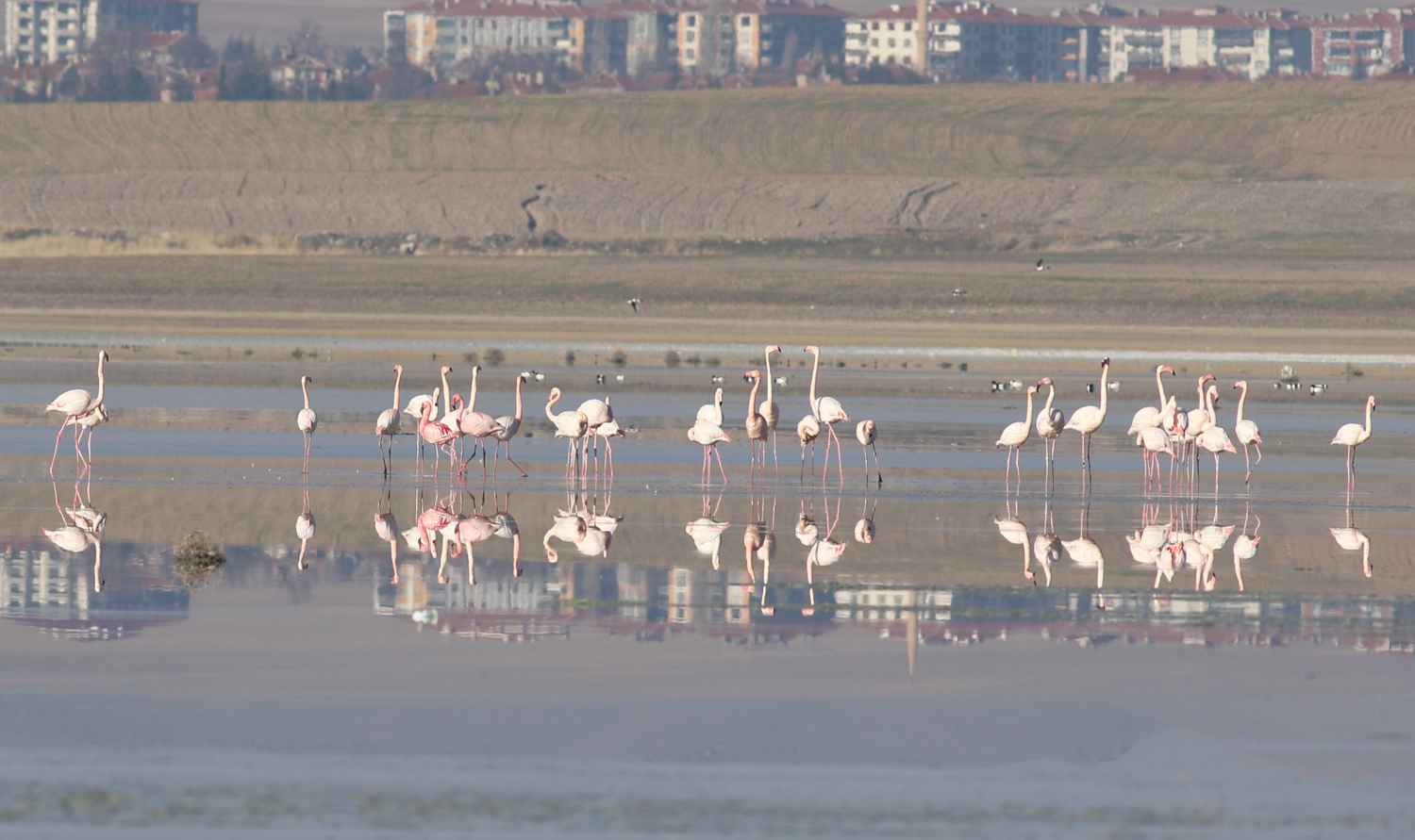 Lesser Flamingo