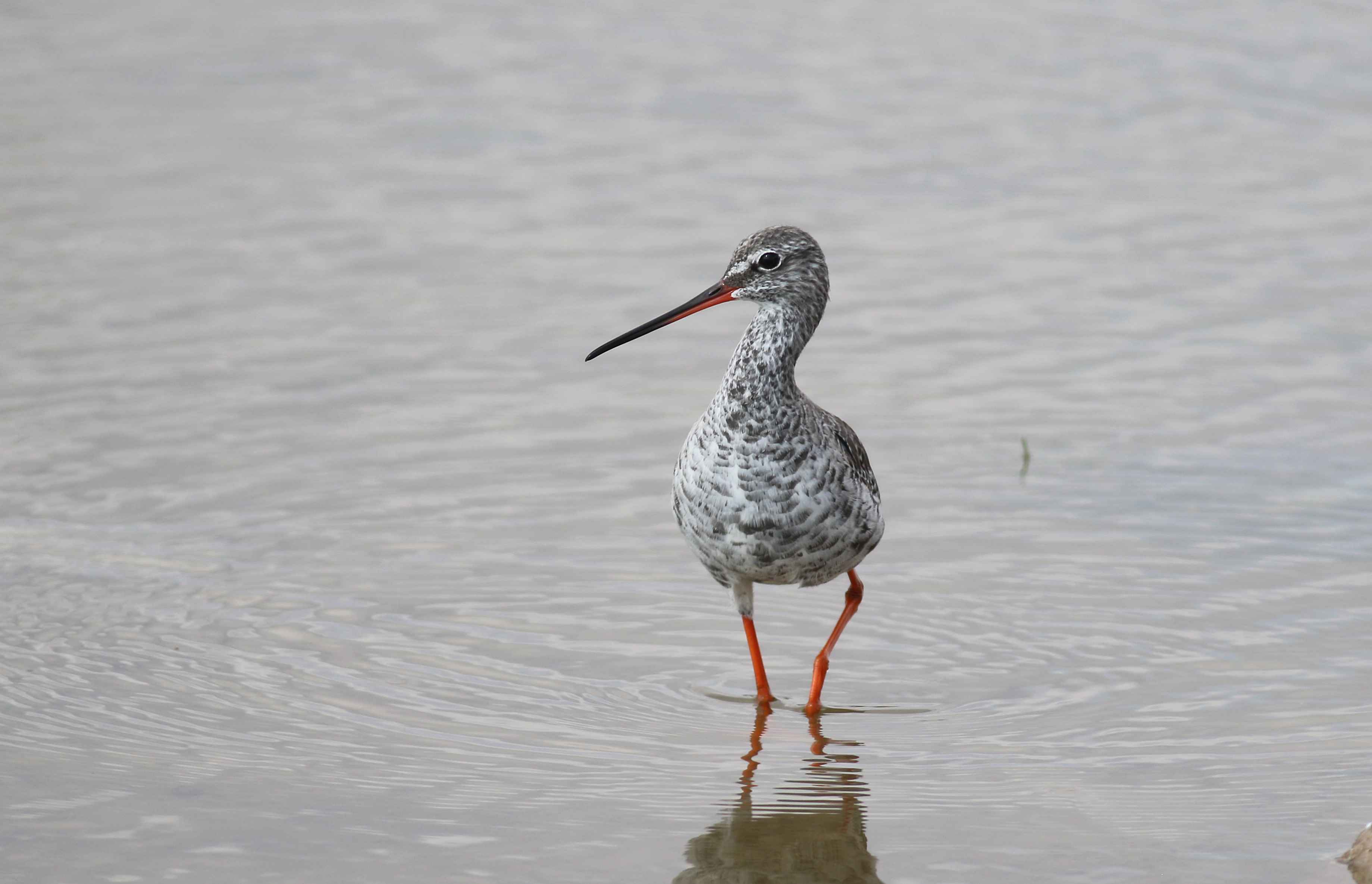 Common Redshank