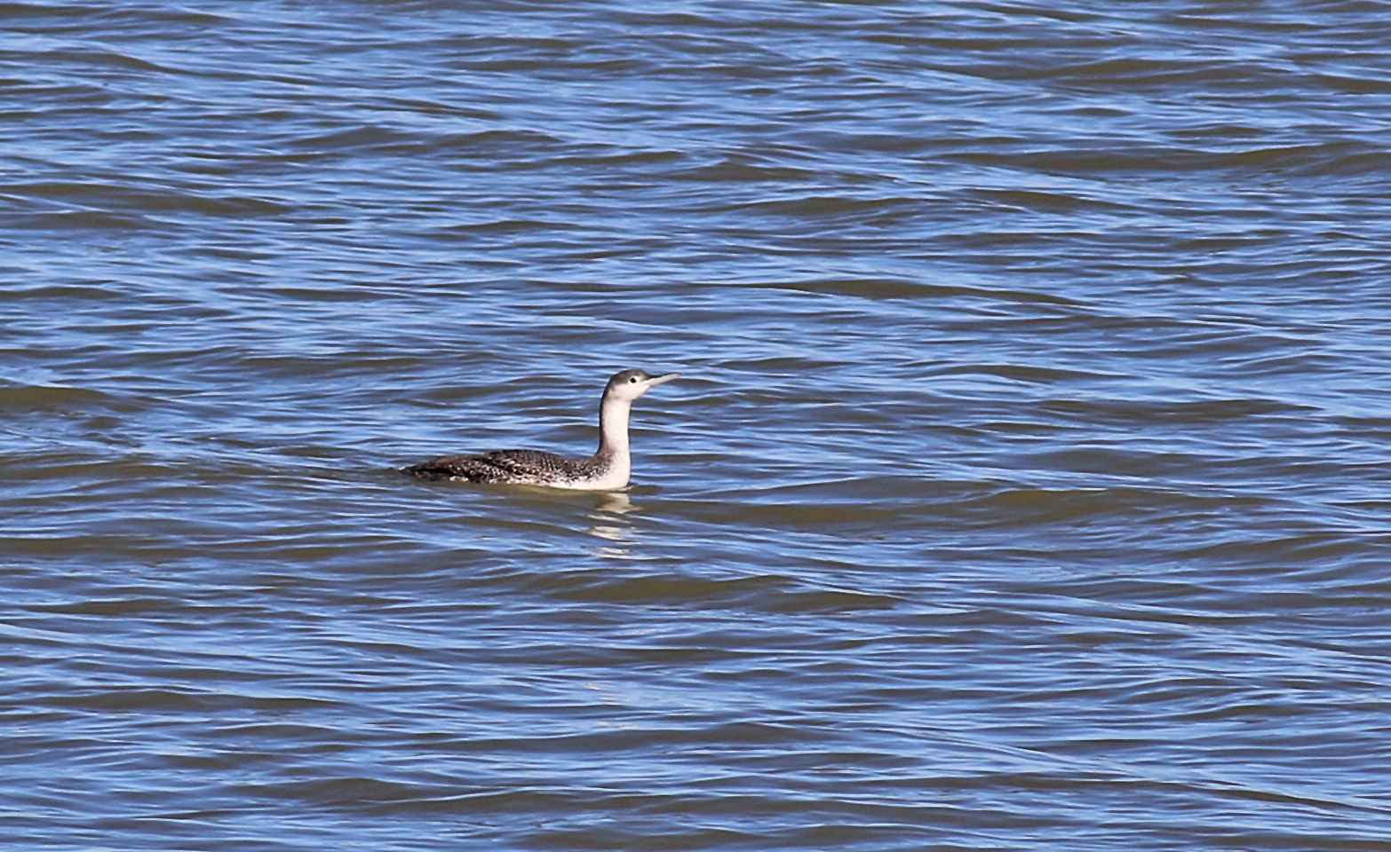 Red-throated Loon