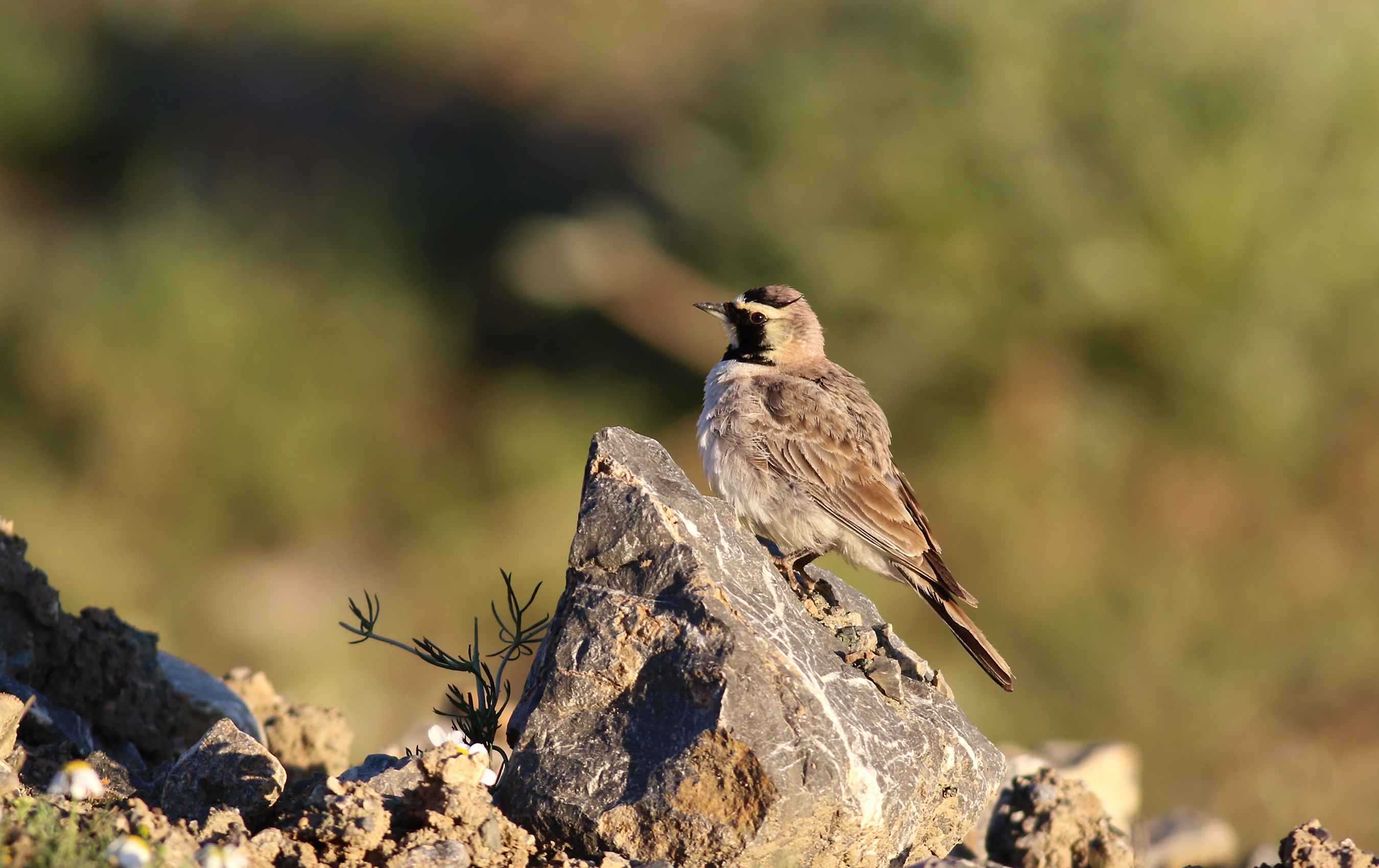 Horned Lark