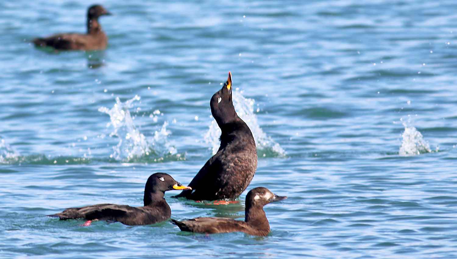 Velvet Scoter