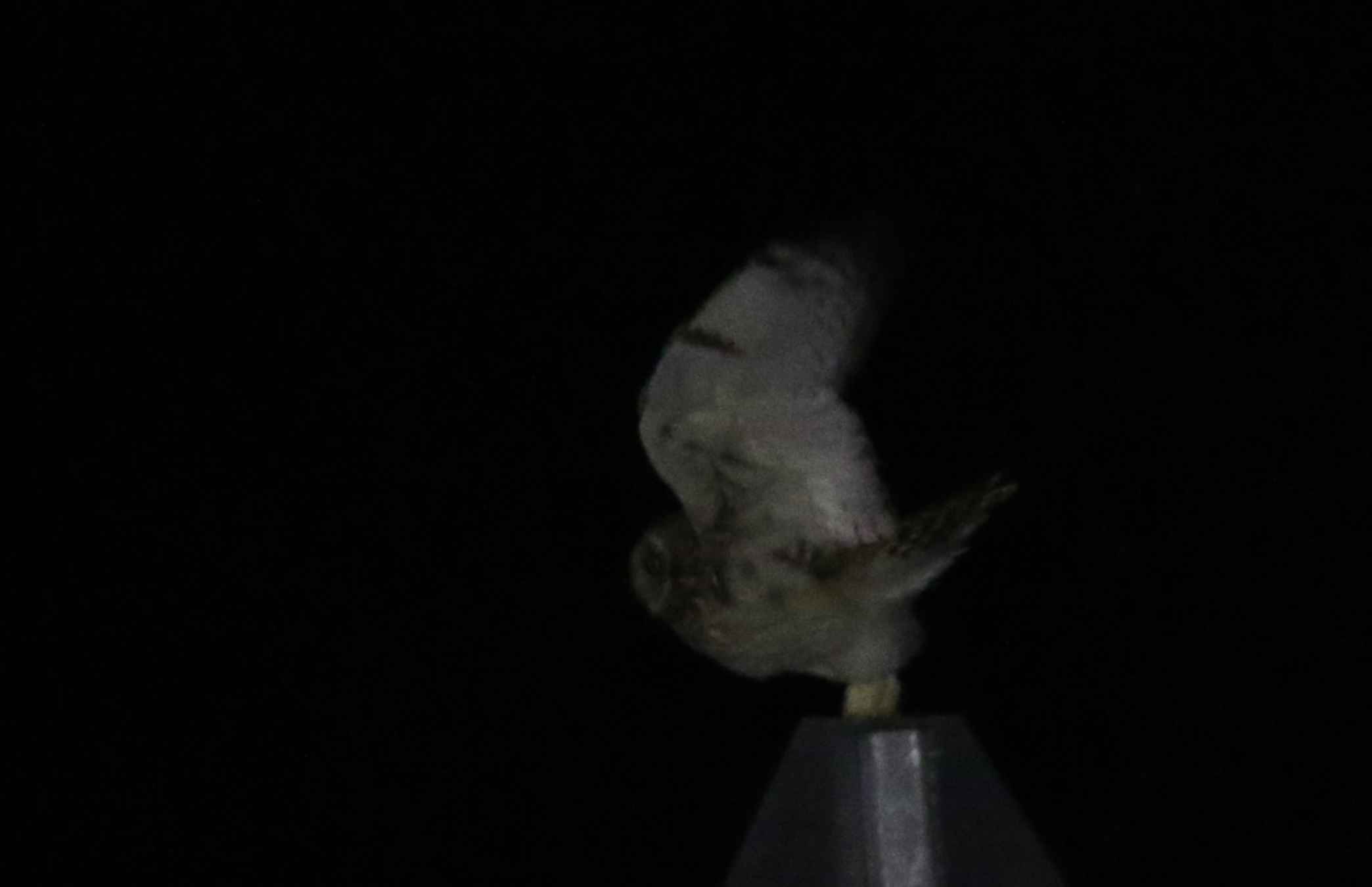 Short-eared Owl