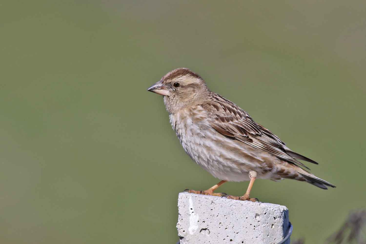 Rock Sparrow