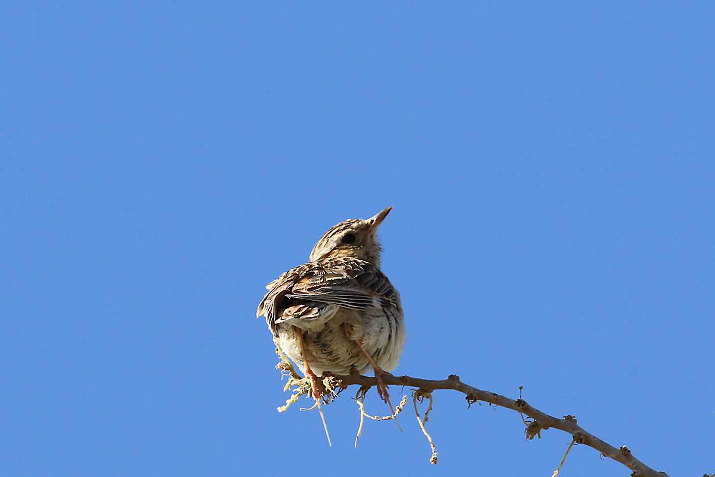 Wood Lark