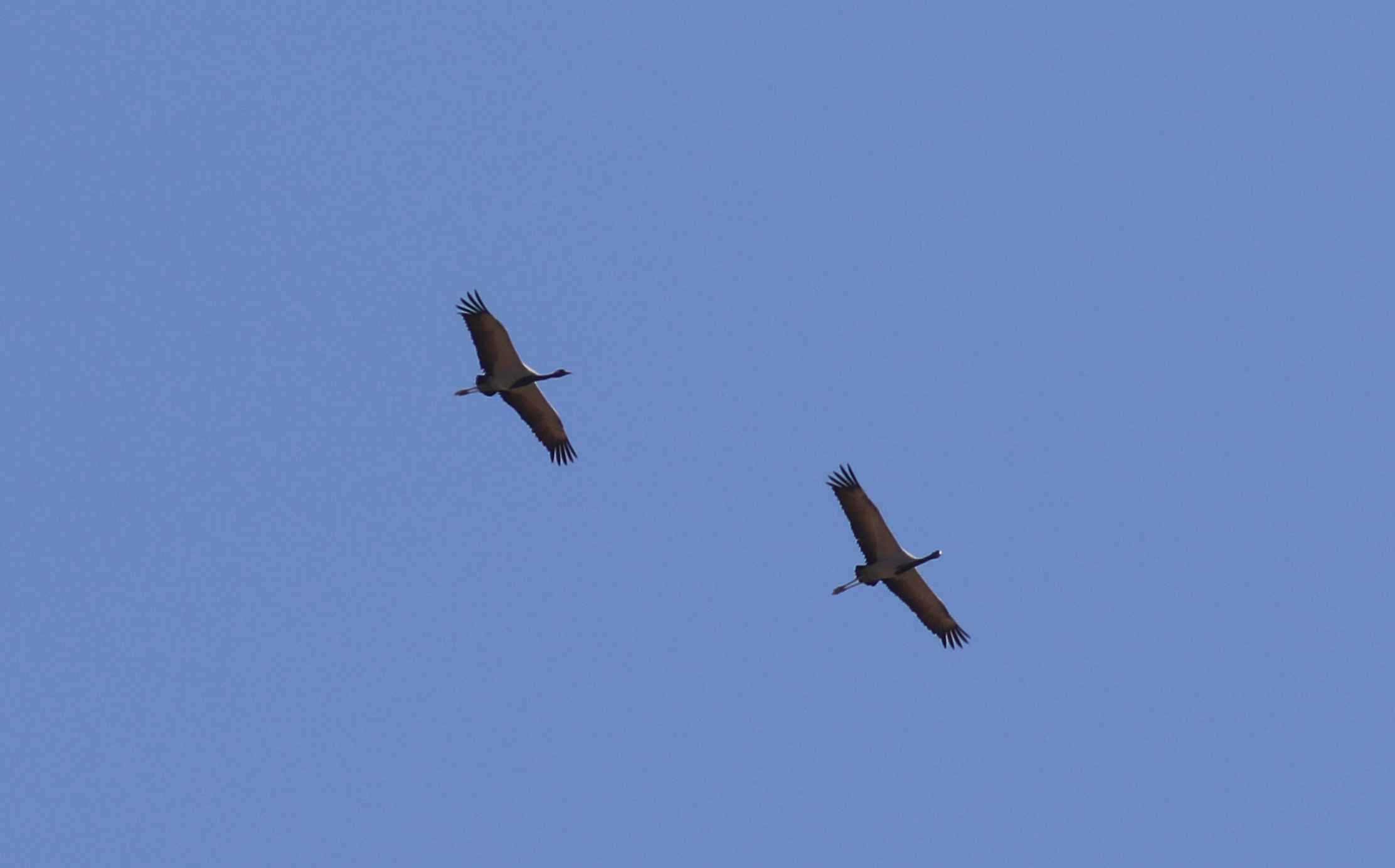 Demoiselle Crane