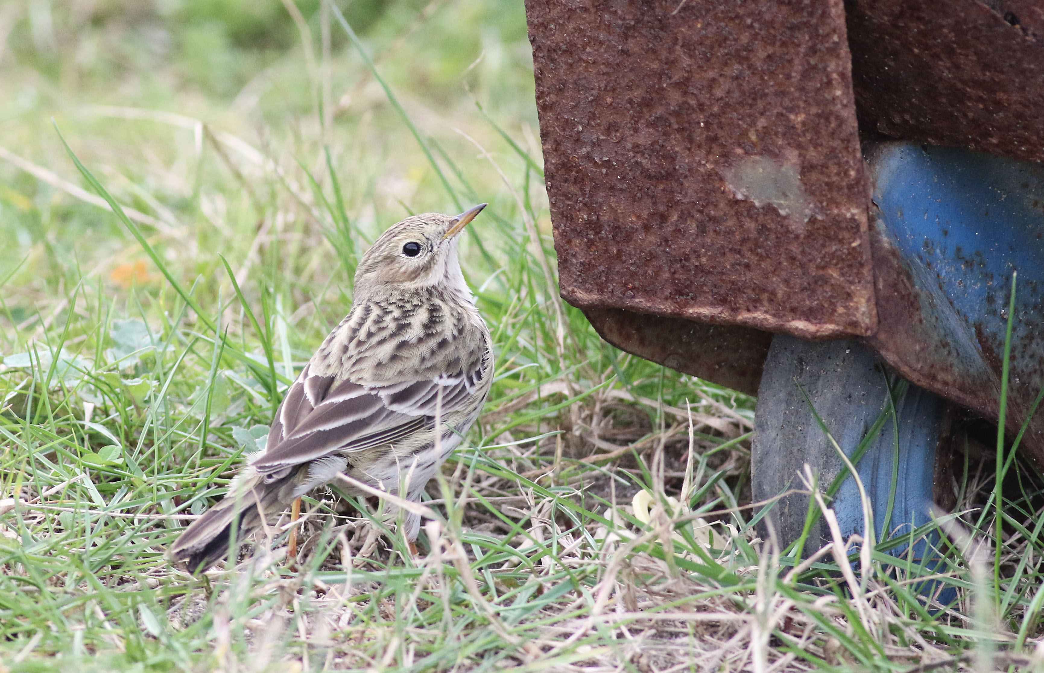 Meadow Pipit