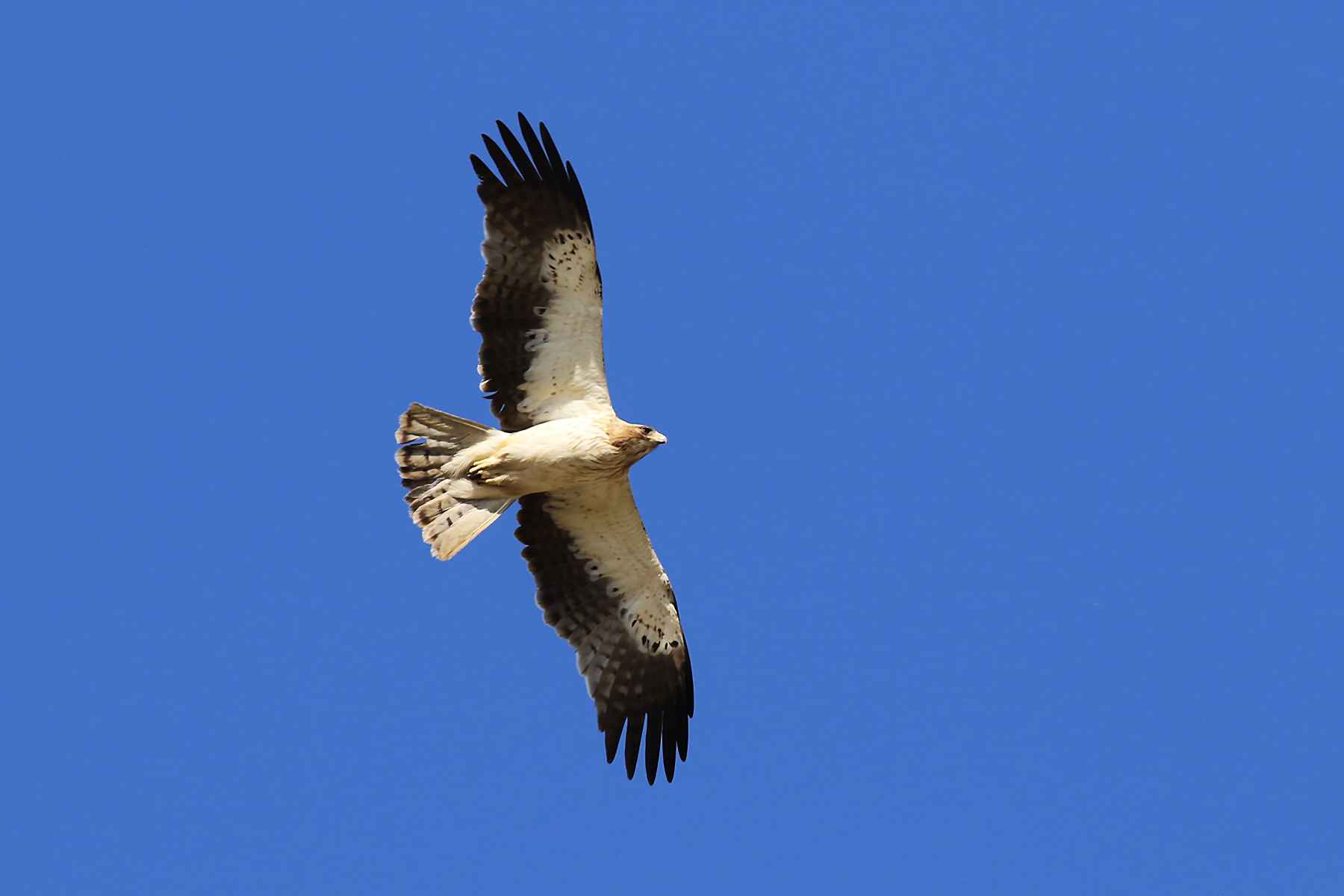 Booted Eagle