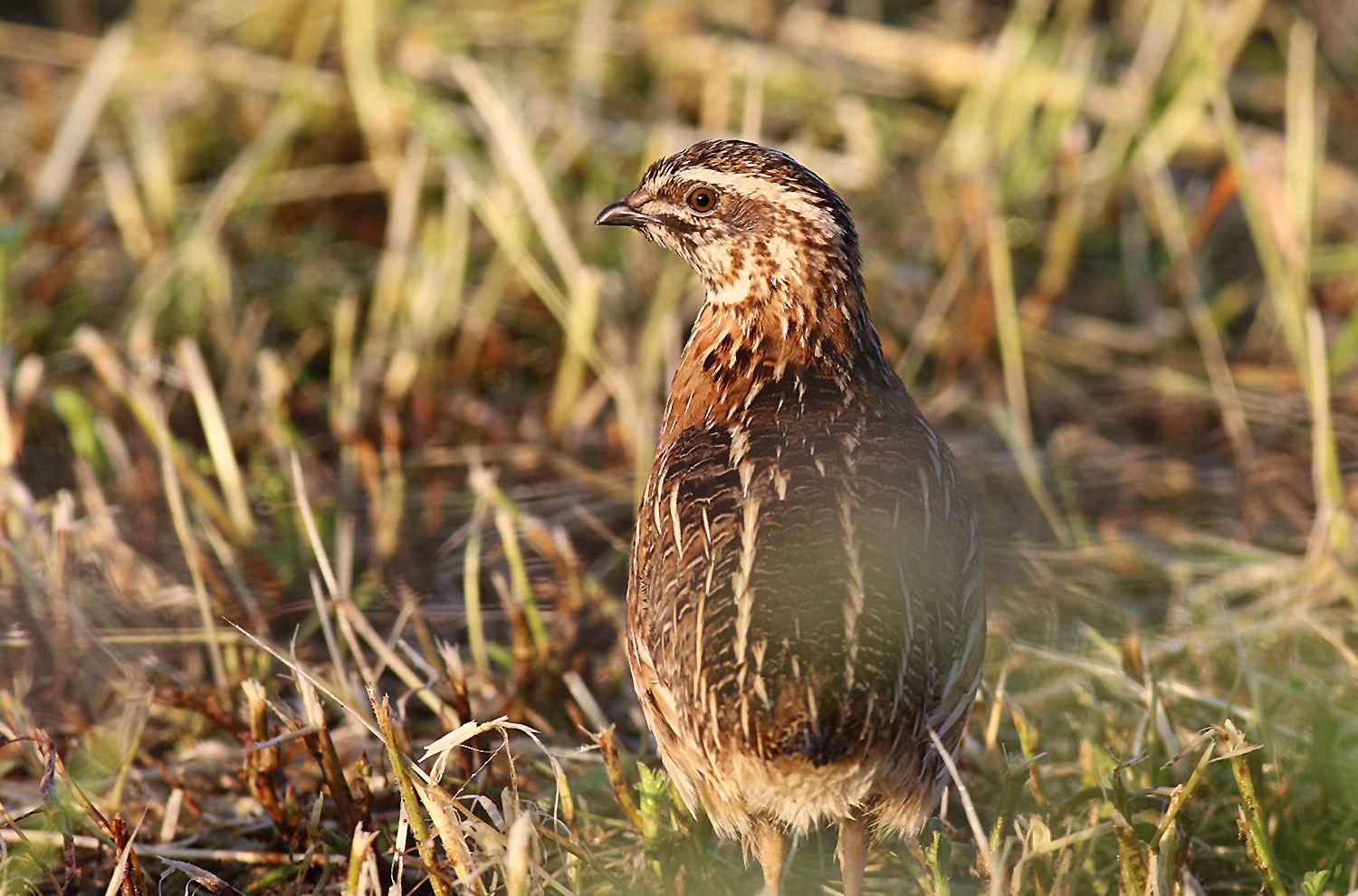 Common Quail