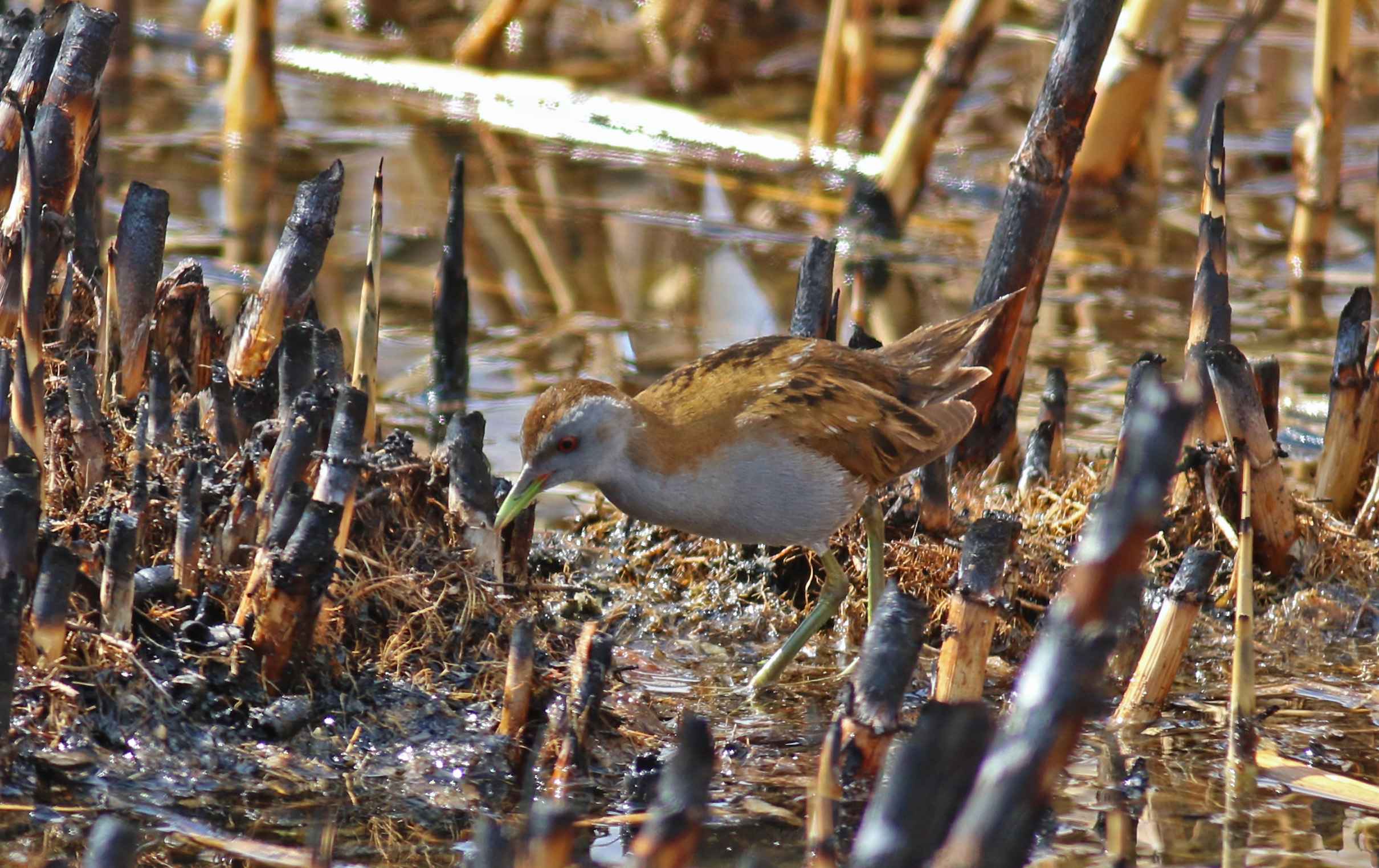 Little Crake