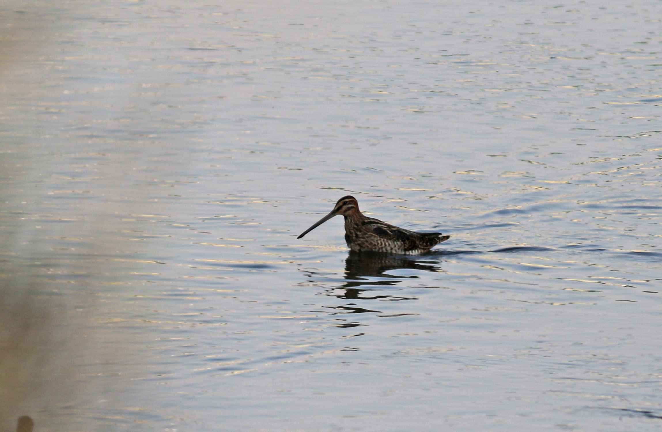 Great Snipe