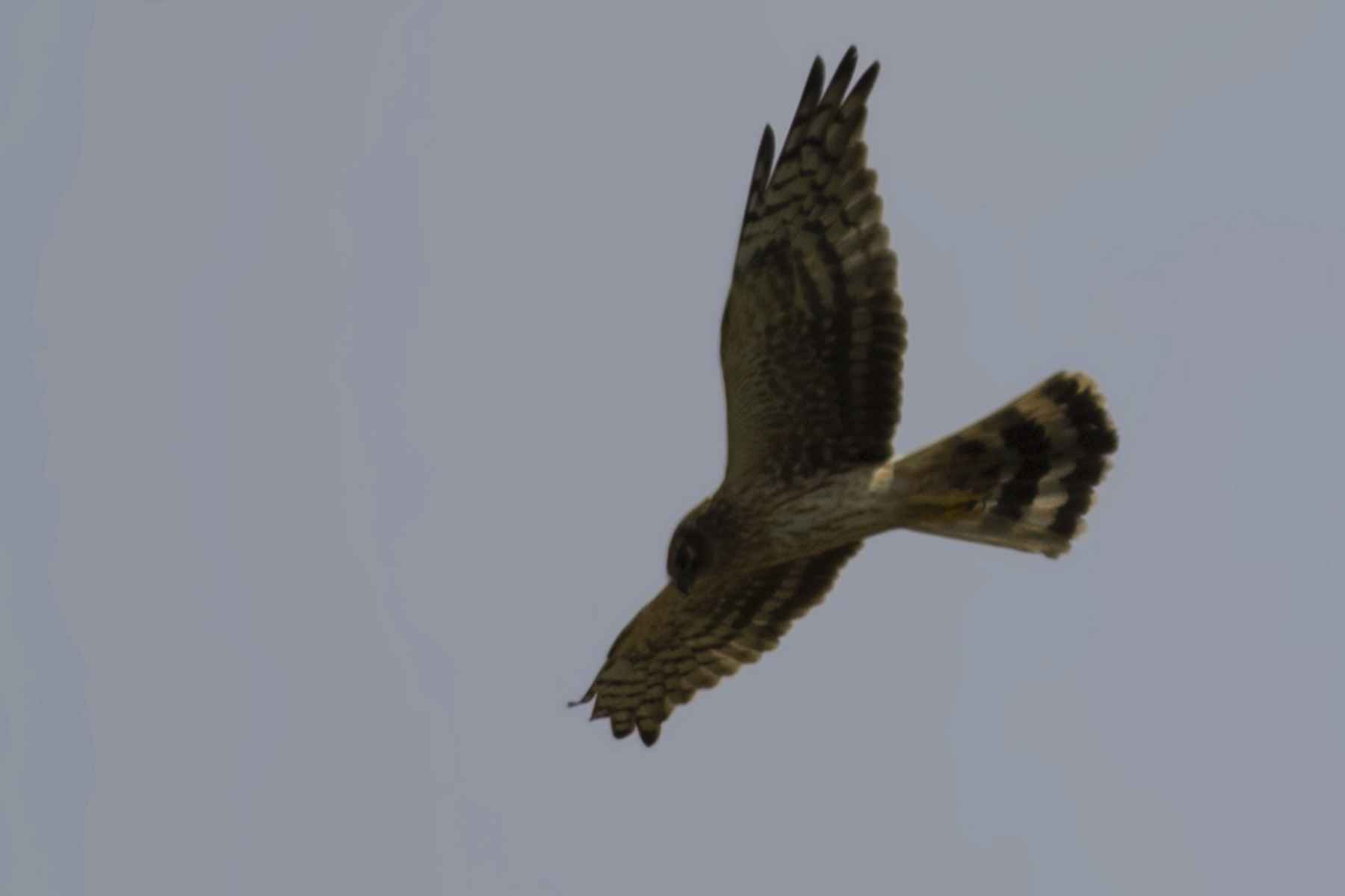 Montagu's Harrier