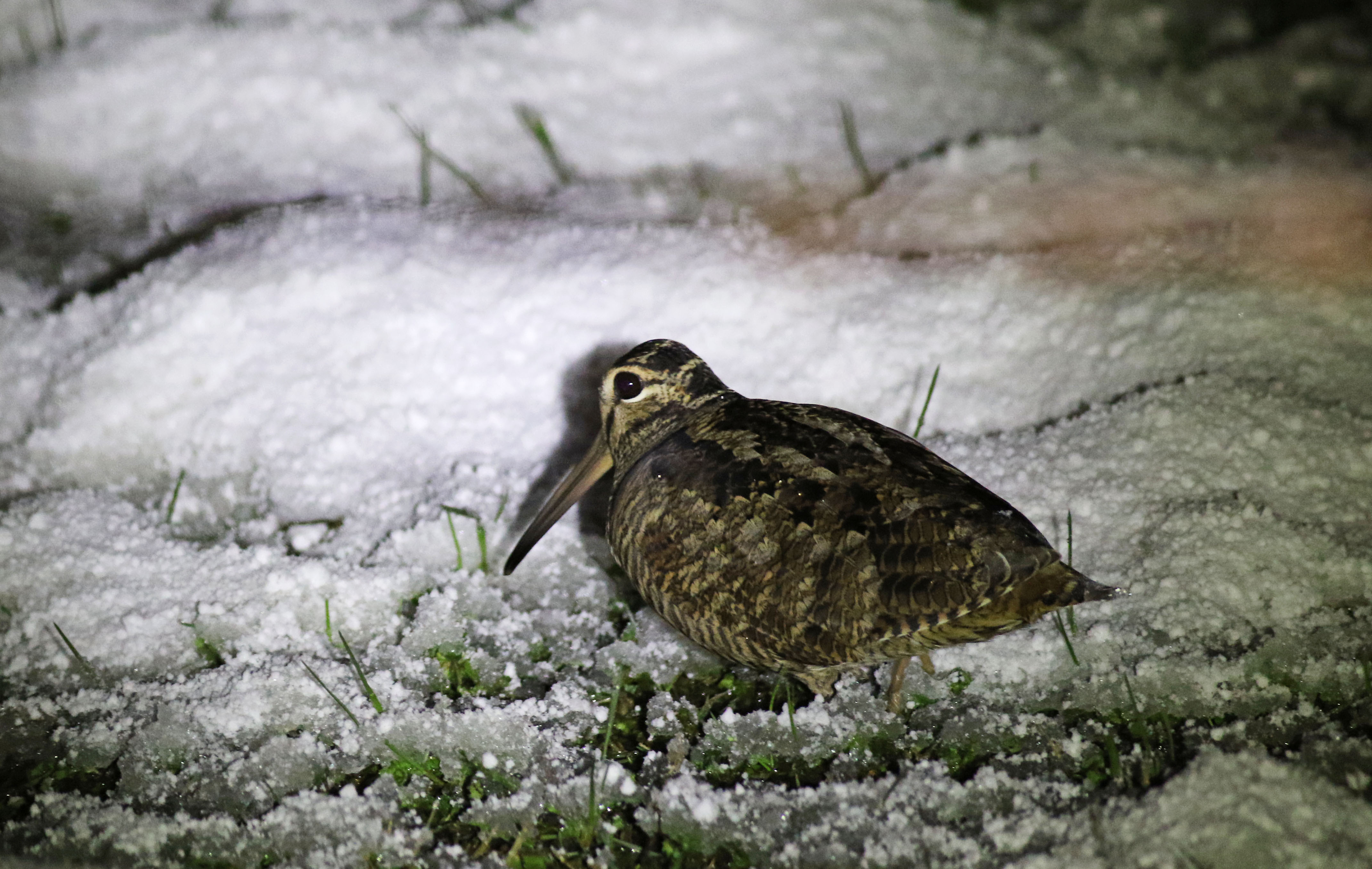 Eurasian Woodcock