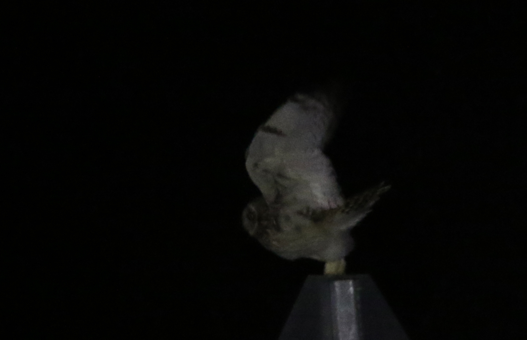 Short-eared Owl