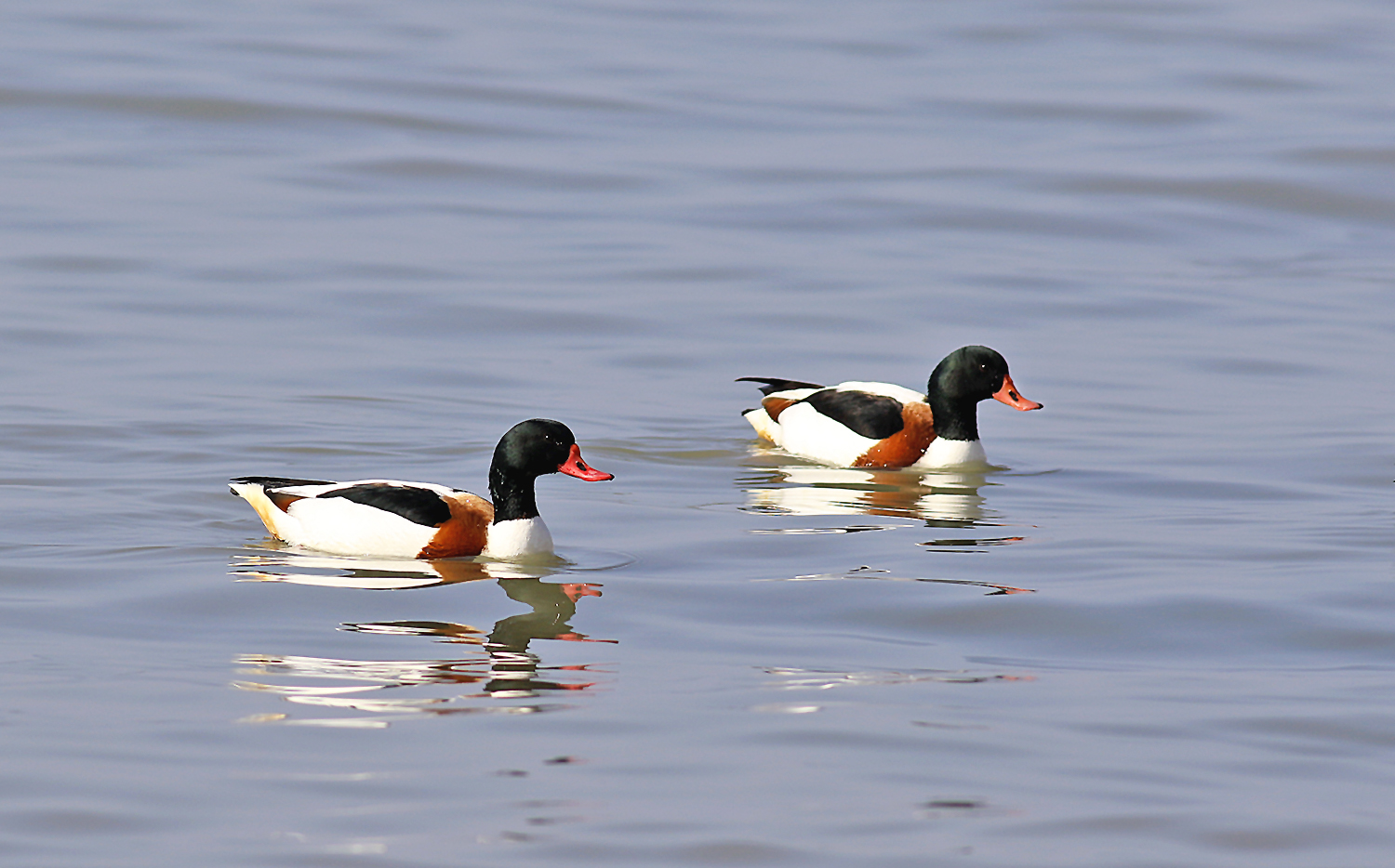 Common Shelduck