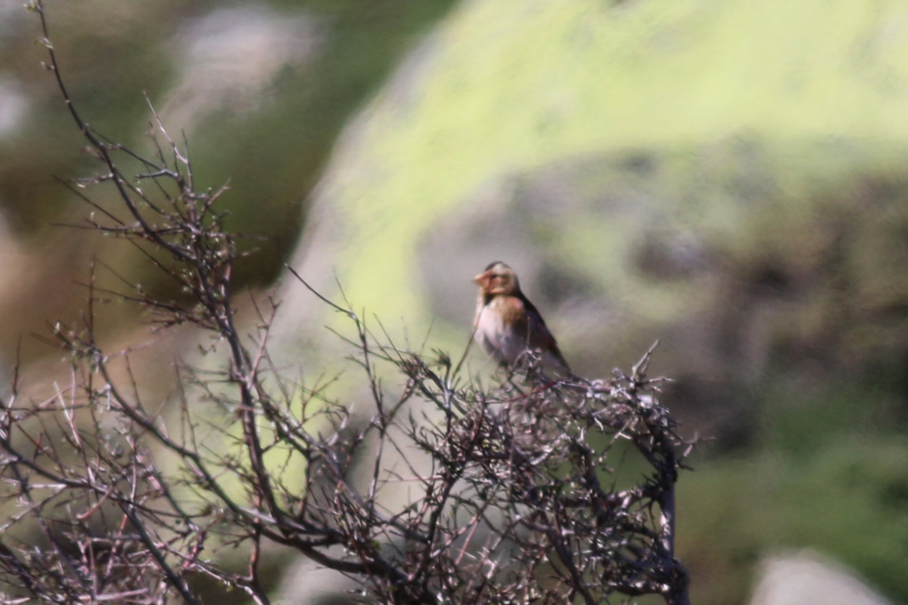 Crimson-winged Finch