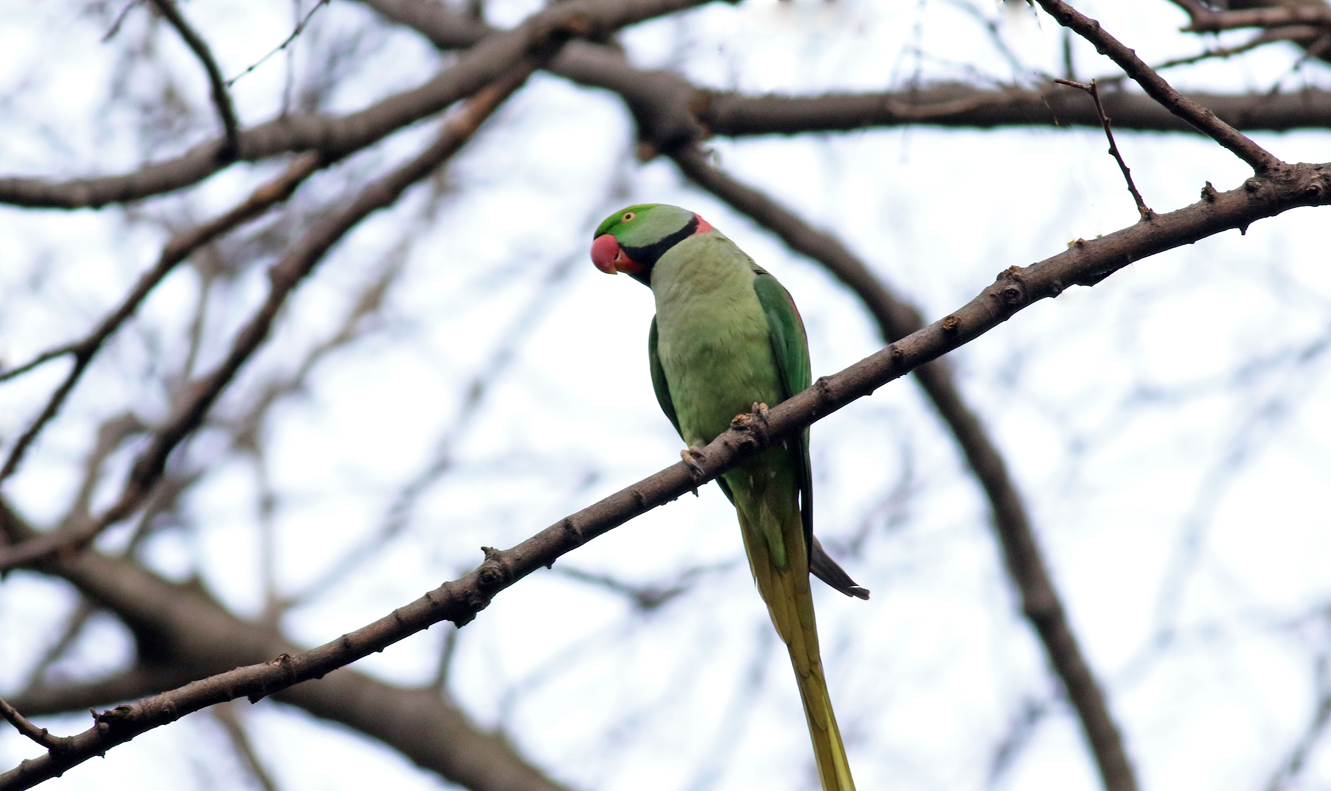 Alexandrine Parakeet